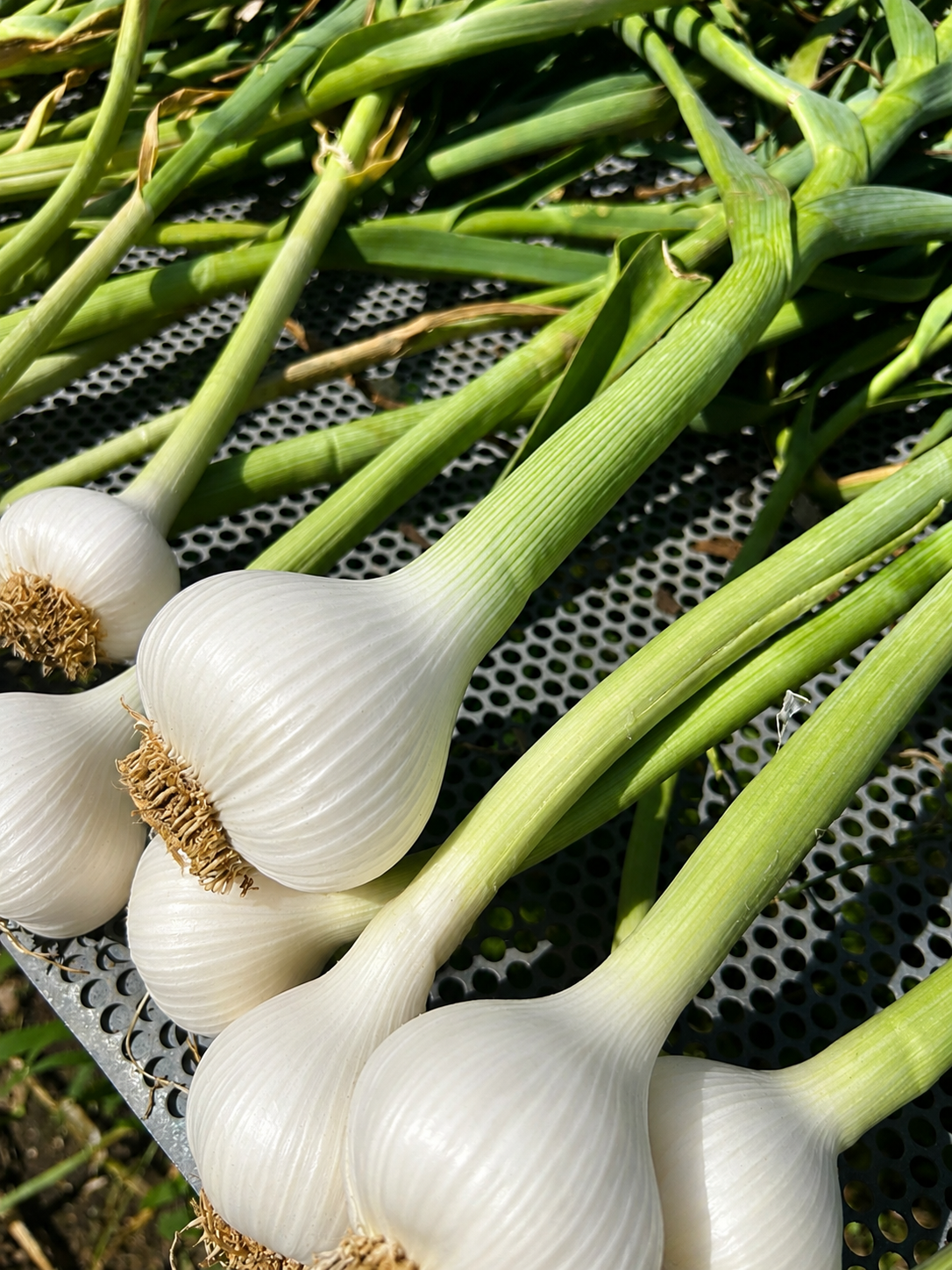 Garlic Heads