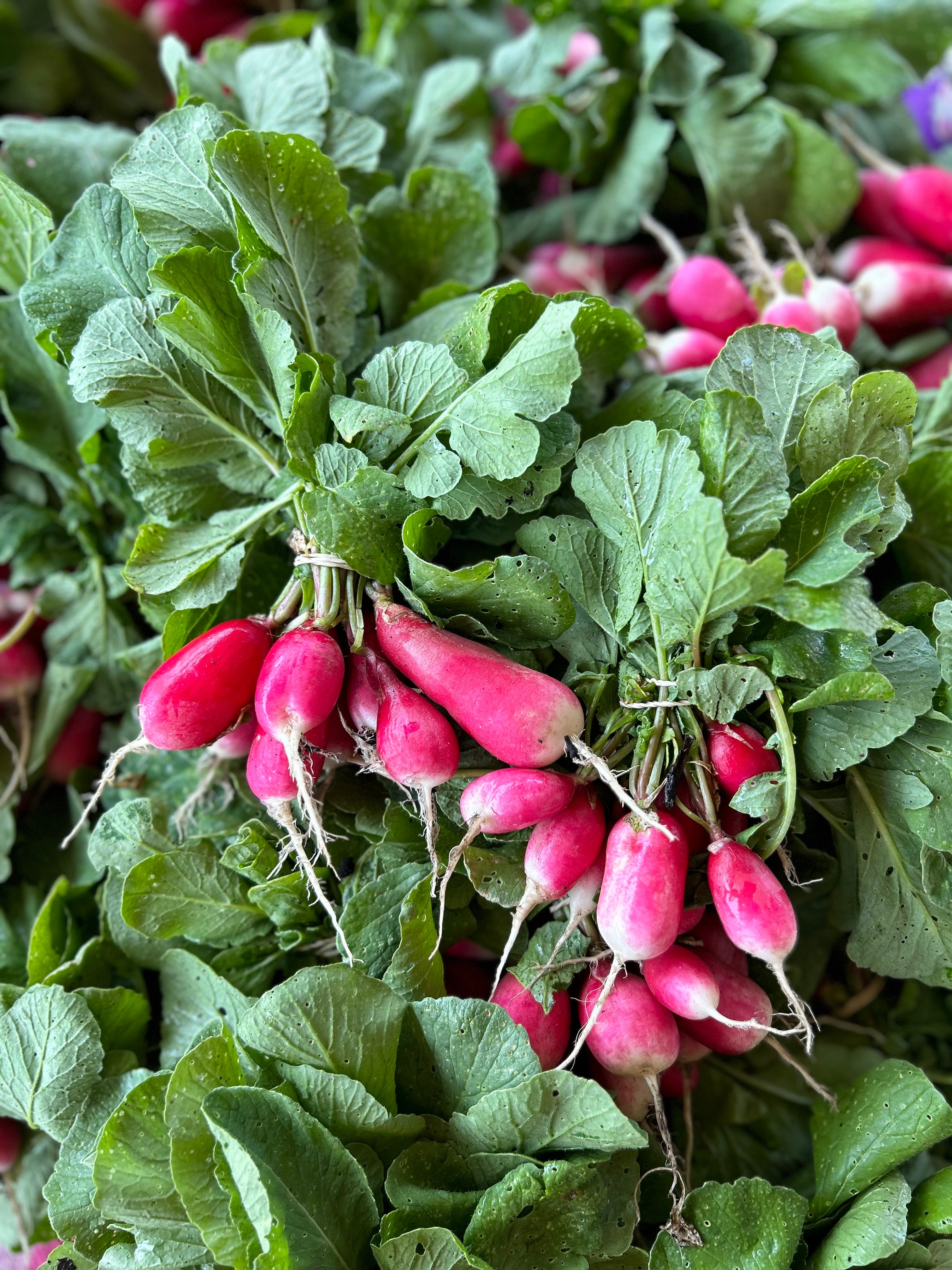 Radish Bunch