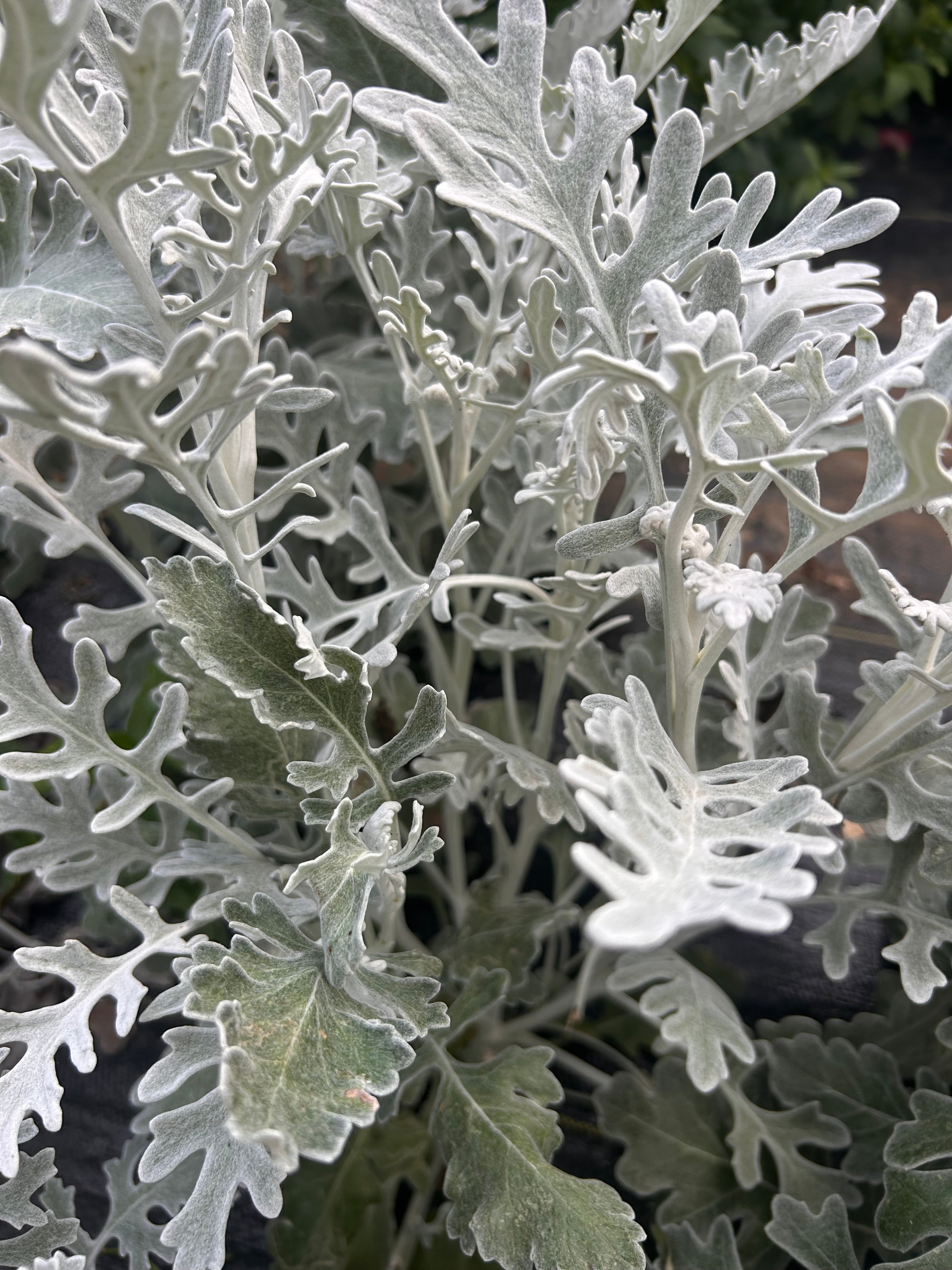 Dusty Miller