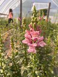 Snapdragon- Potomac Lavender