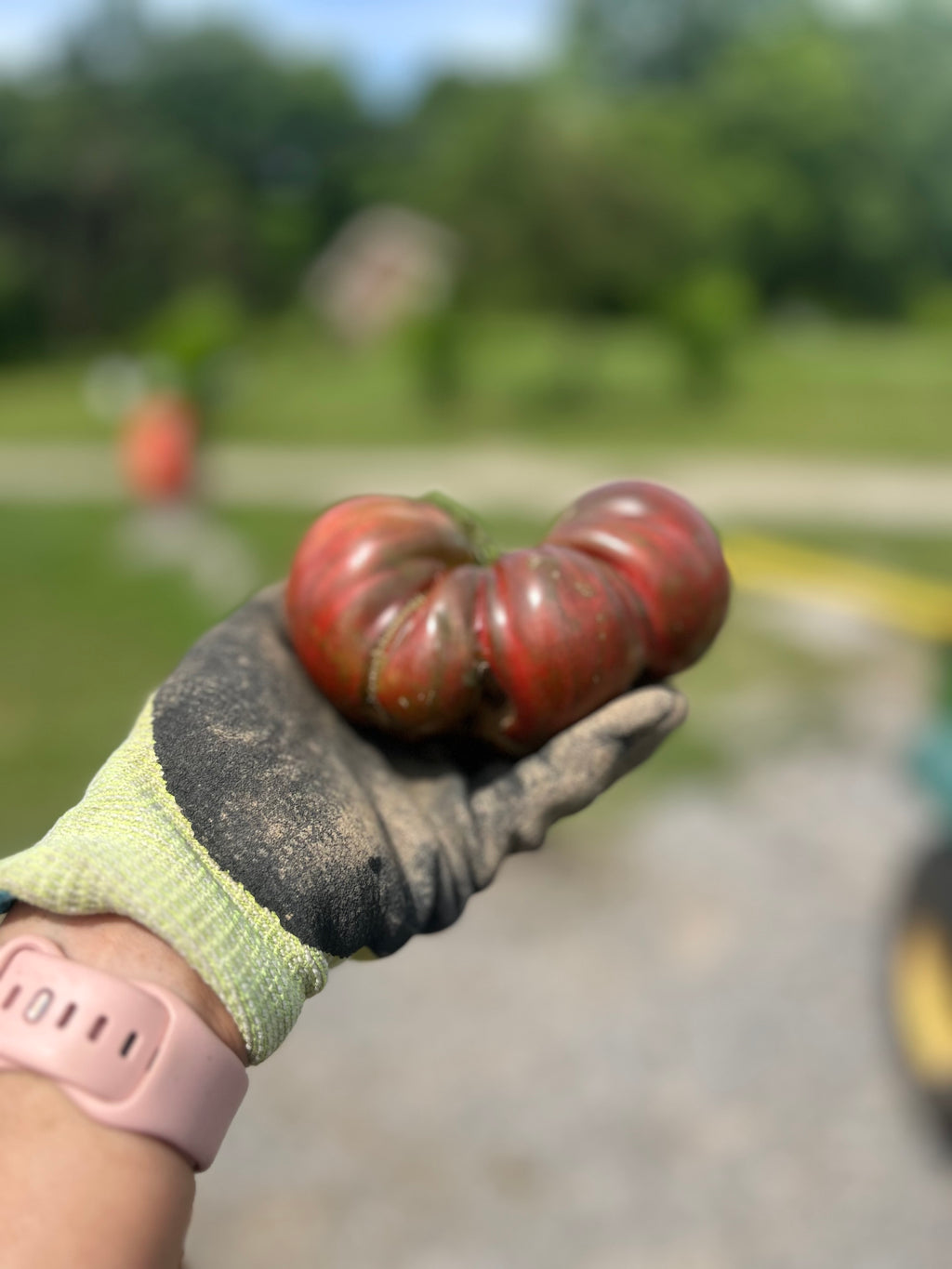 Heirloom Tomato