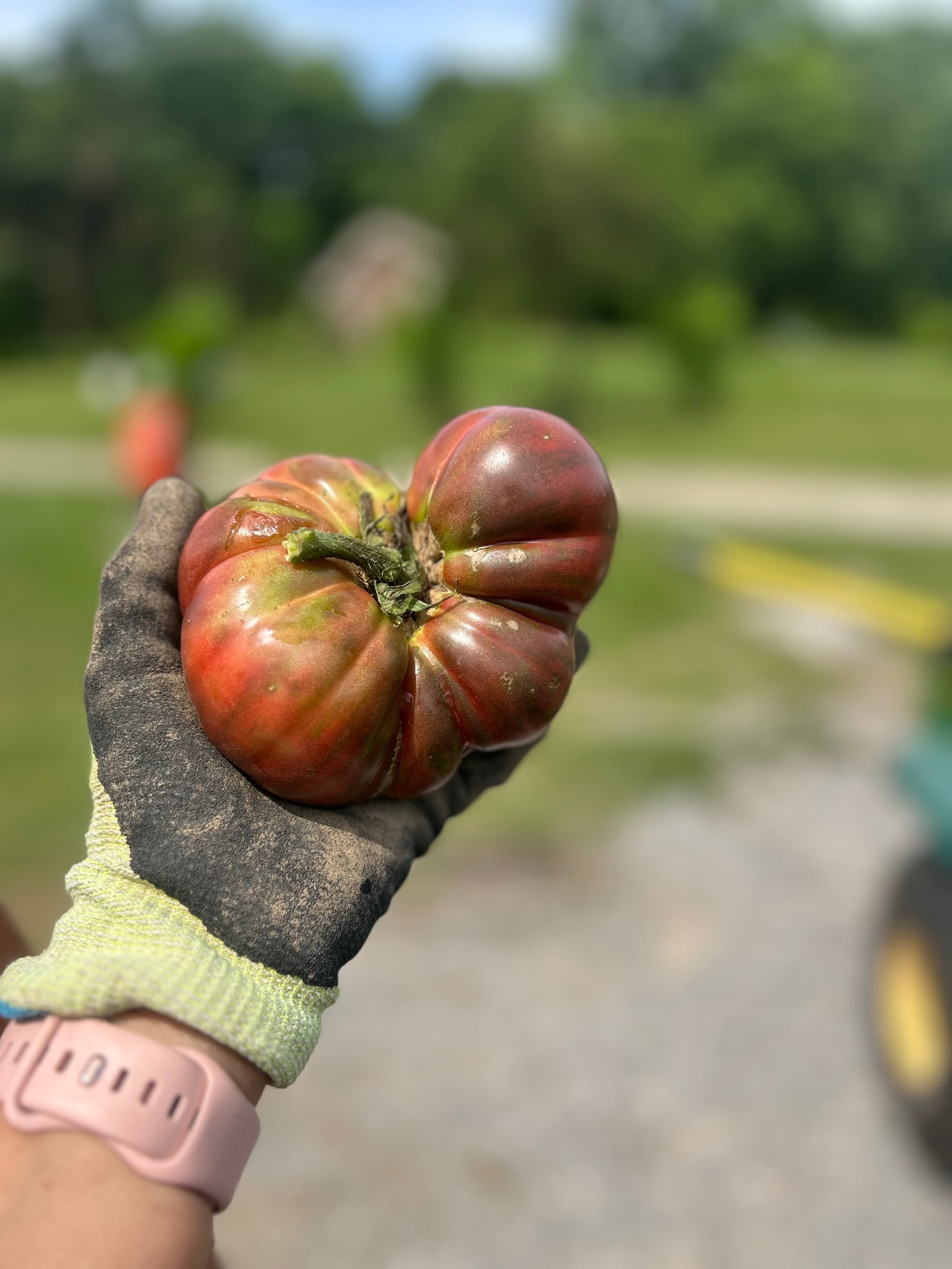 Heirloom Tomato