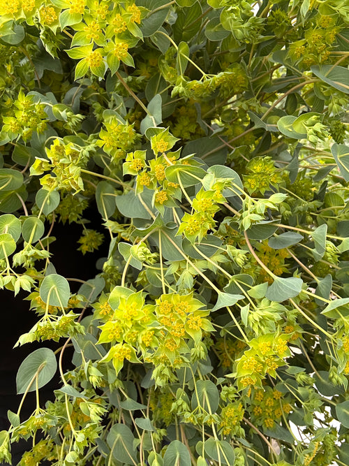 Bupleurum