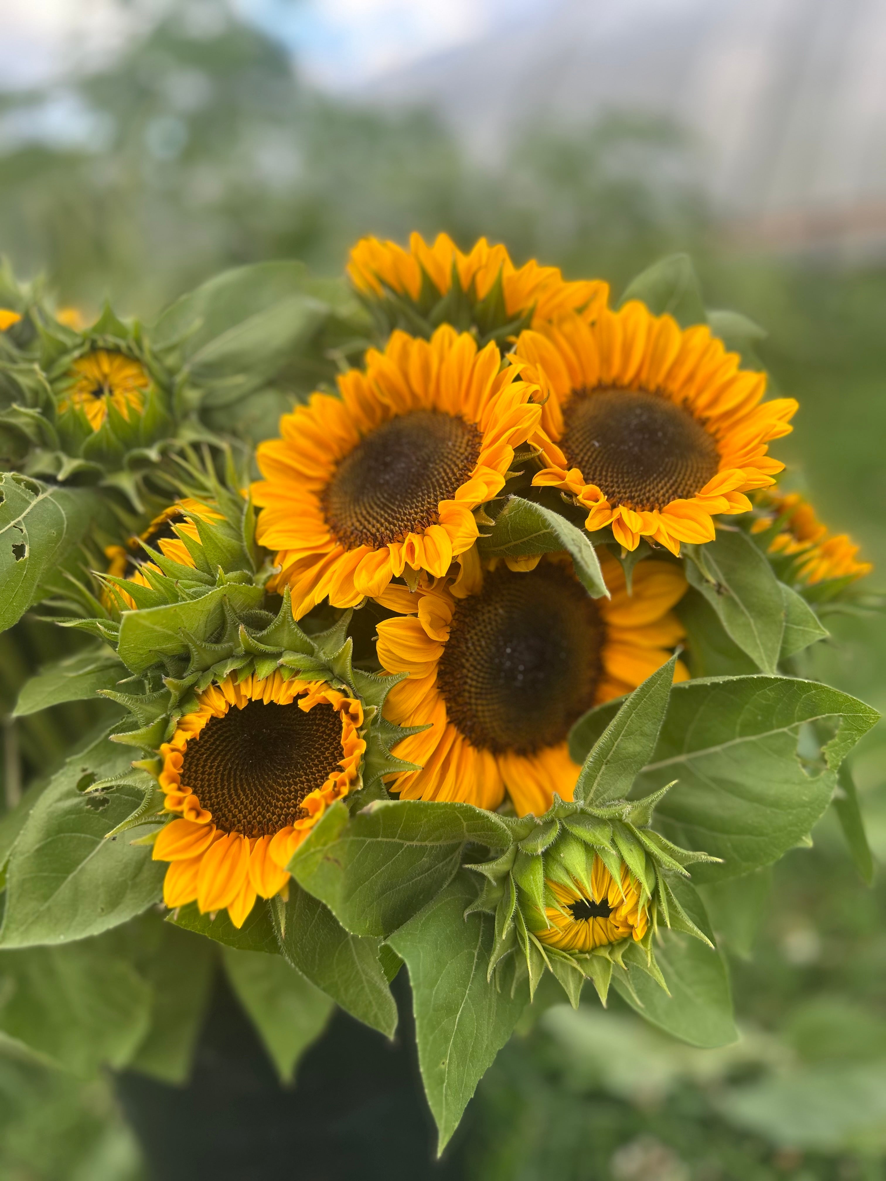 Sunflowers- Procut Horizon