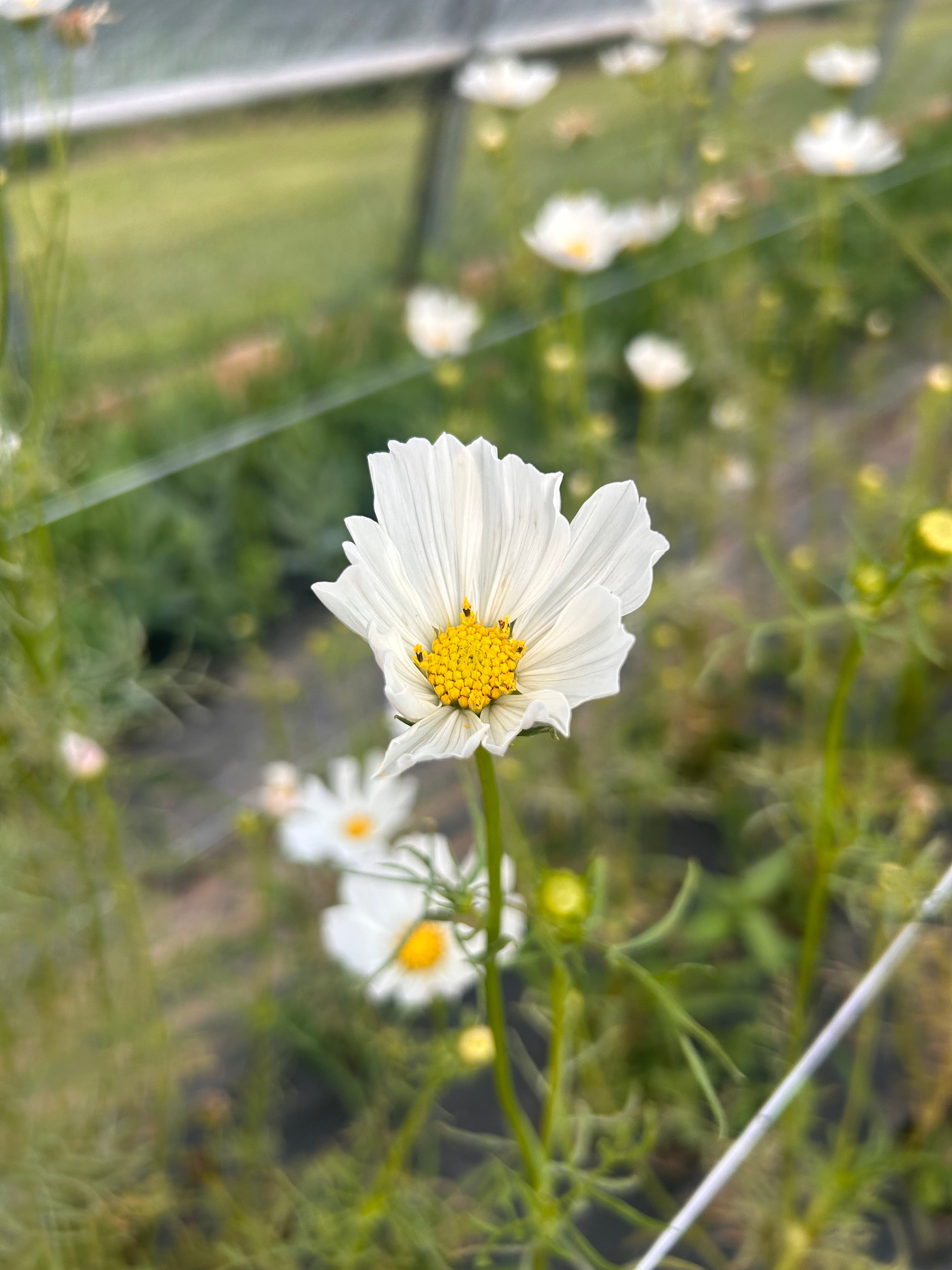 Cosmos Afternoon White