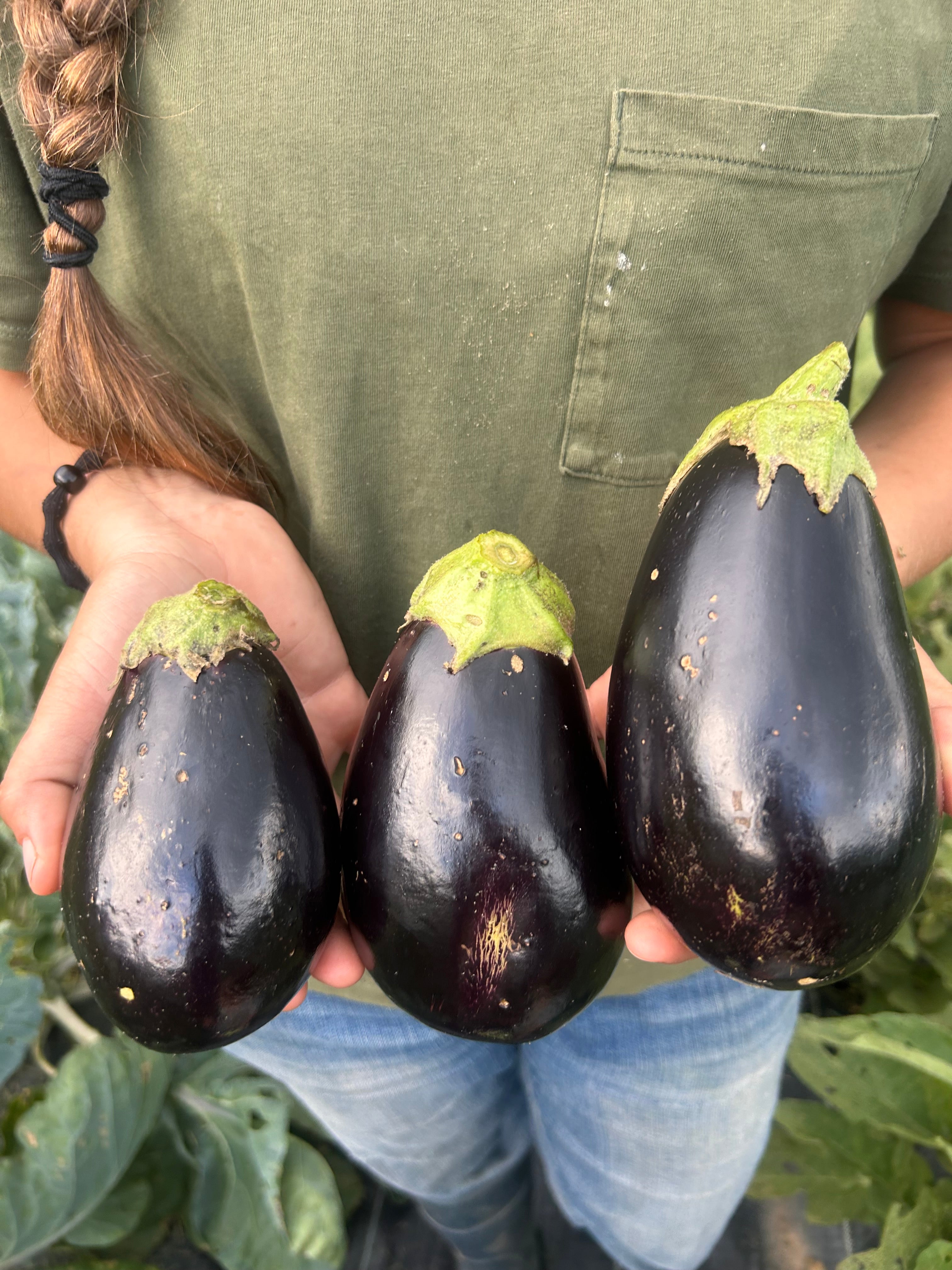 Eggplant
