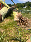 Green garlic