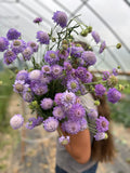 Scabiosa