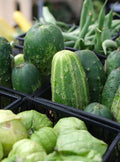 pickling cucumber pint