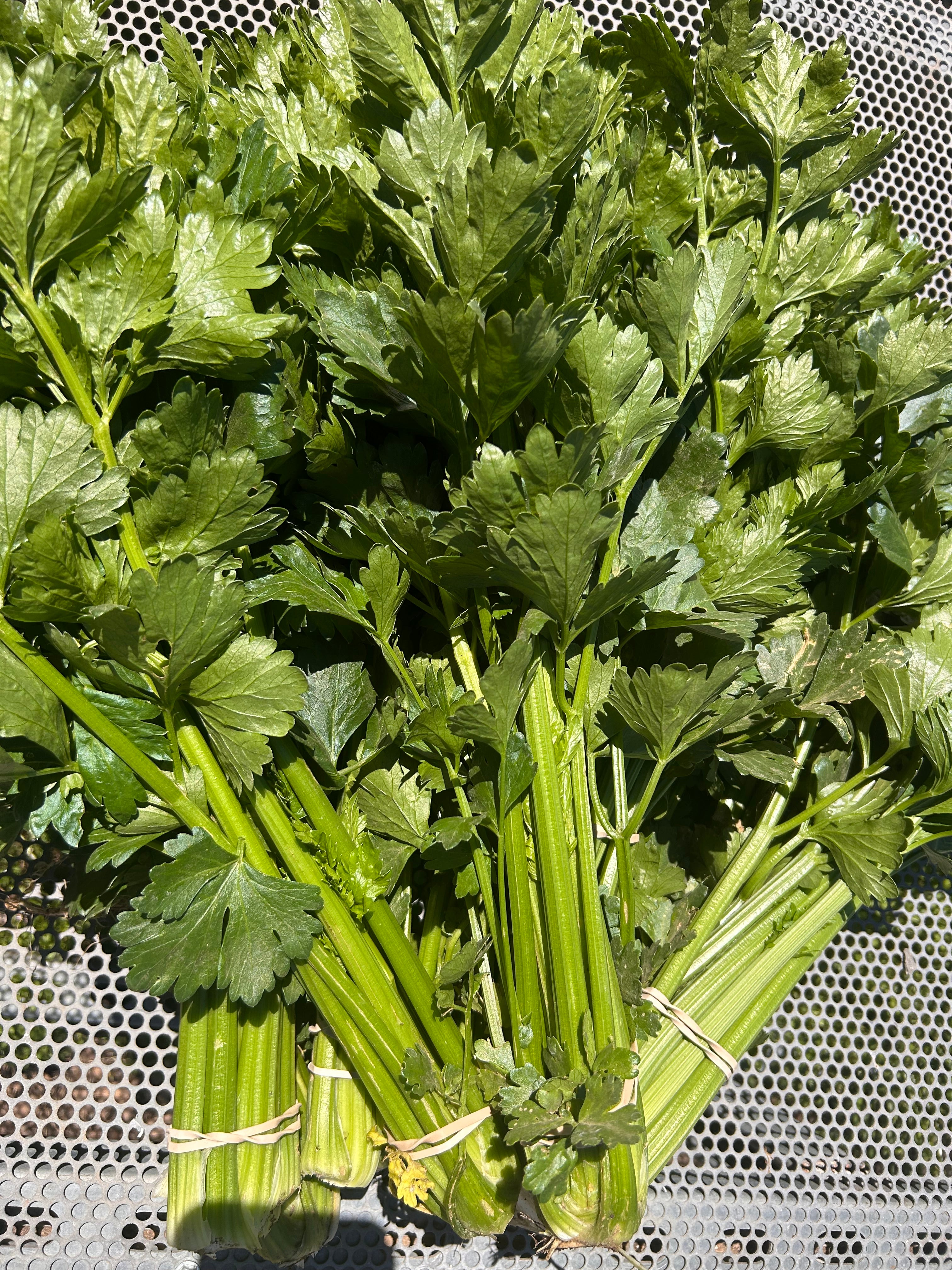 Celery