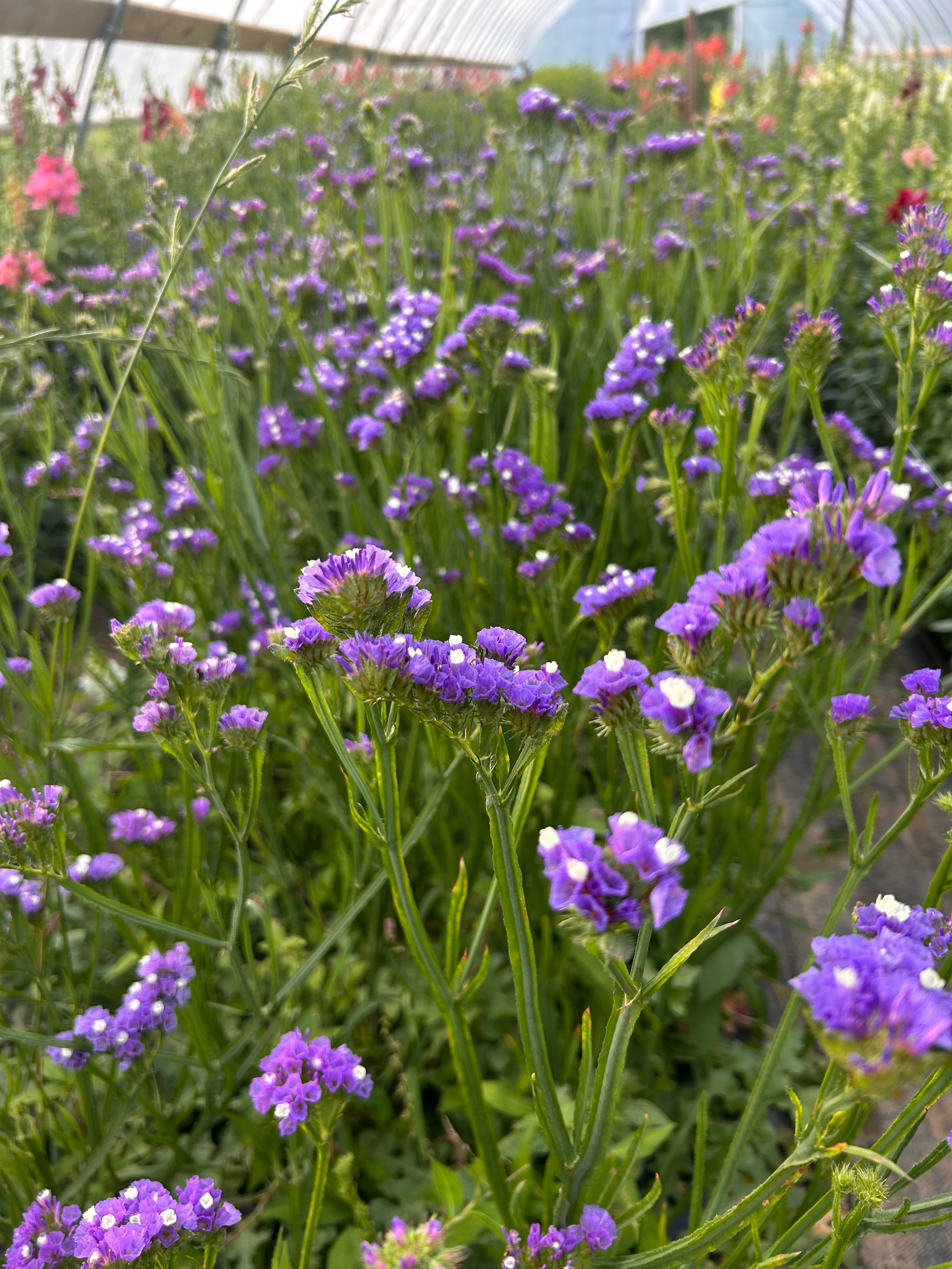 Statice-Seeker Purple