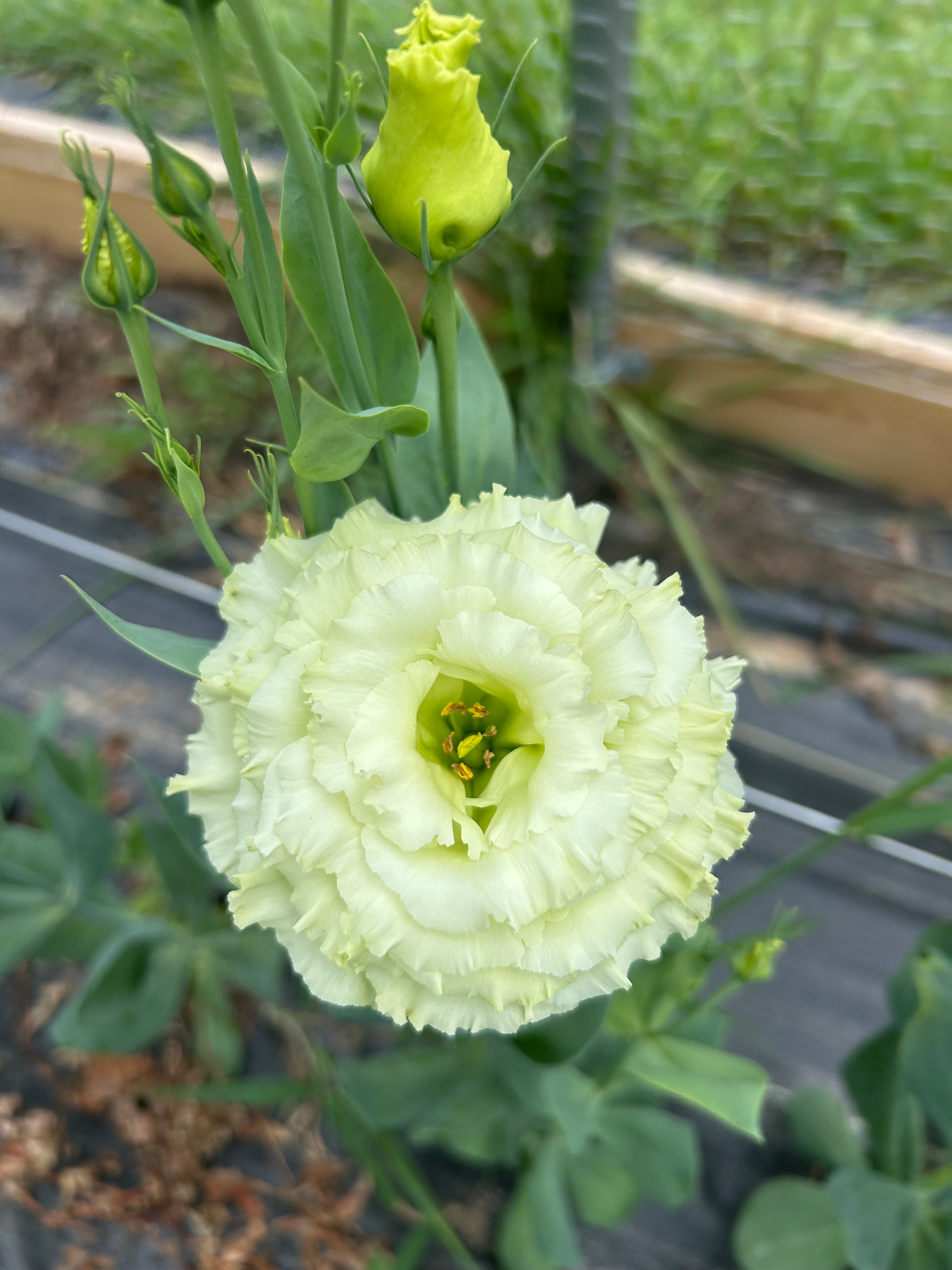 Lisianthus - Green