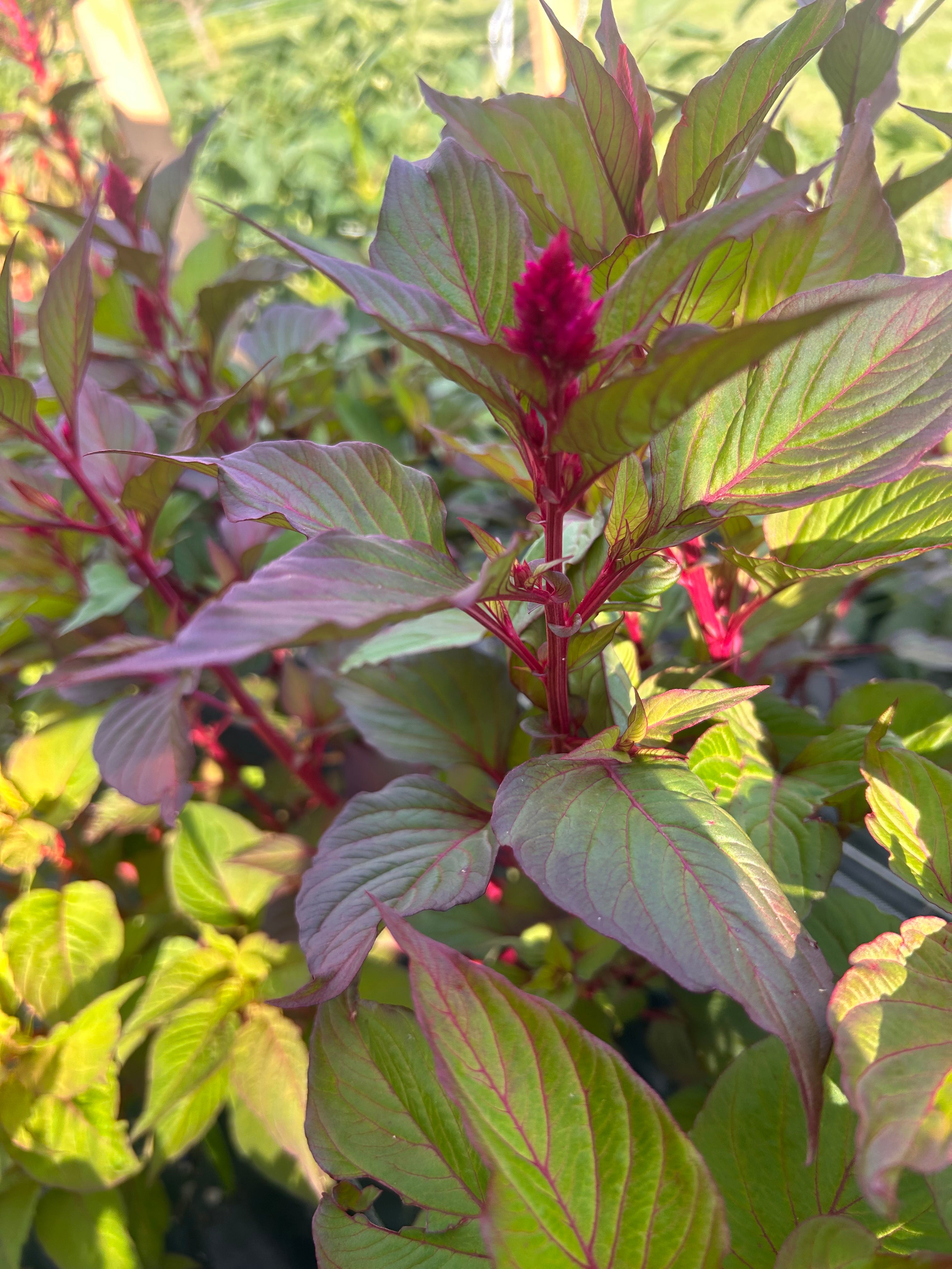 Celosia