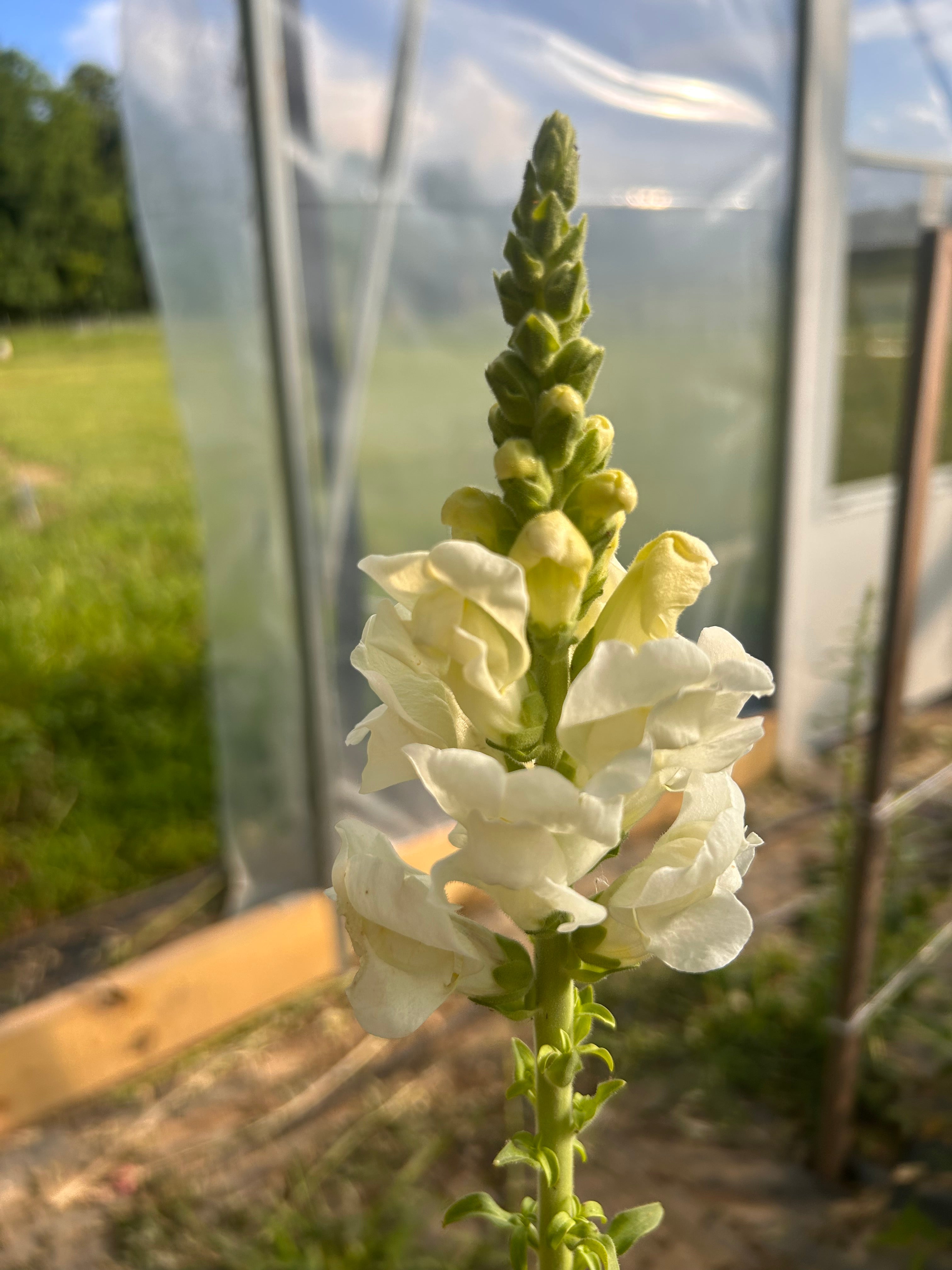 Snapdragon-Potomac Ivory
