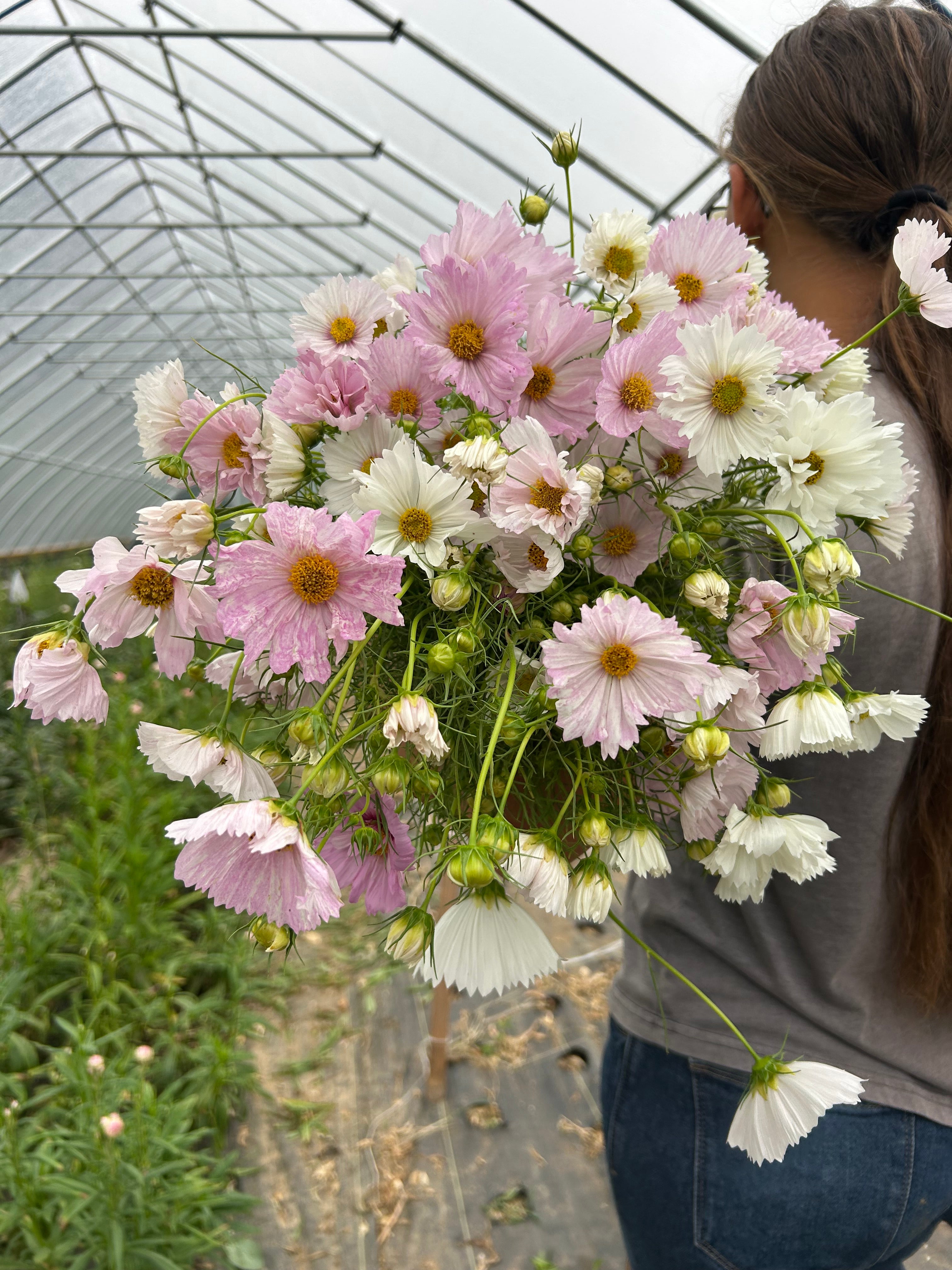 Cosmos - Blush