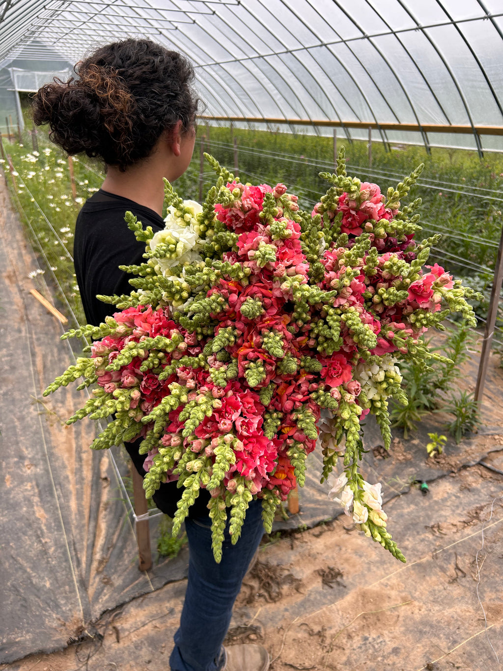 Snapdragon-Cherry Bronze