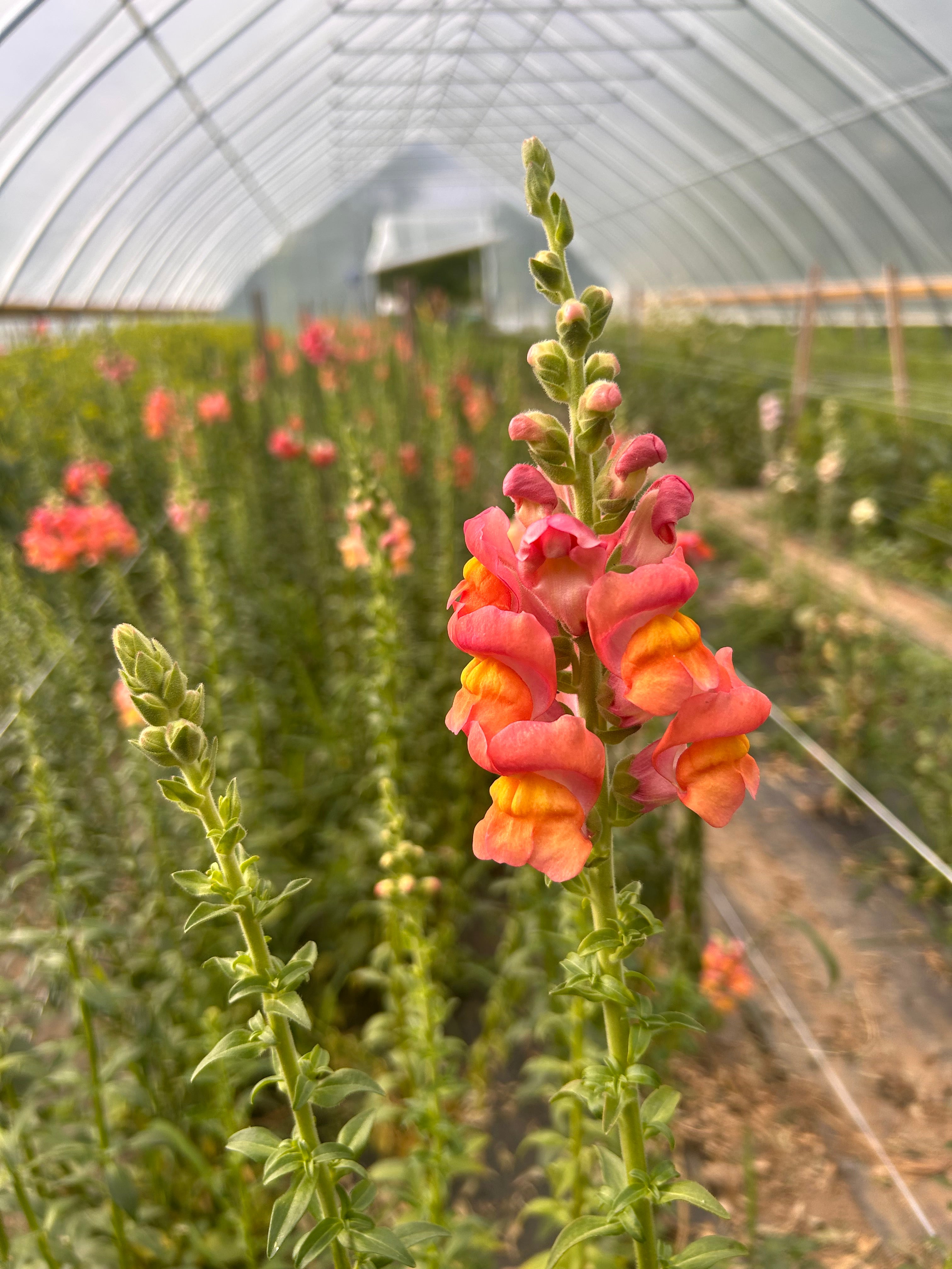 Snapdragon-Cherry Bronze