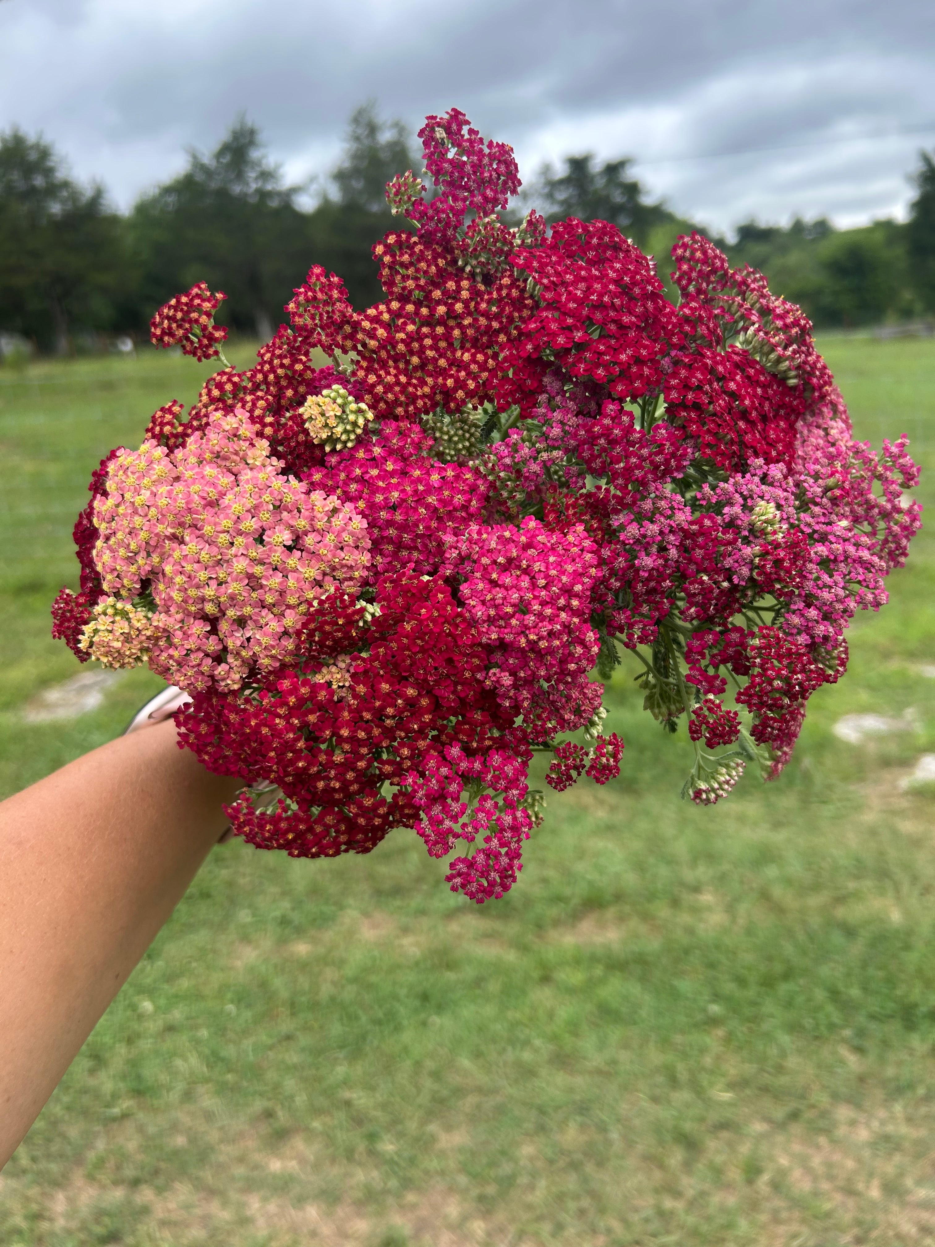 Yarrow