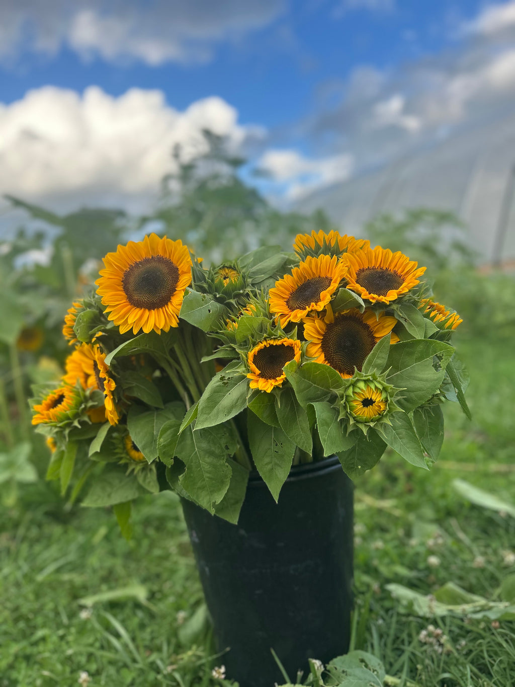 Sunflowers- Procut Horizon