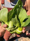 Pac Choi