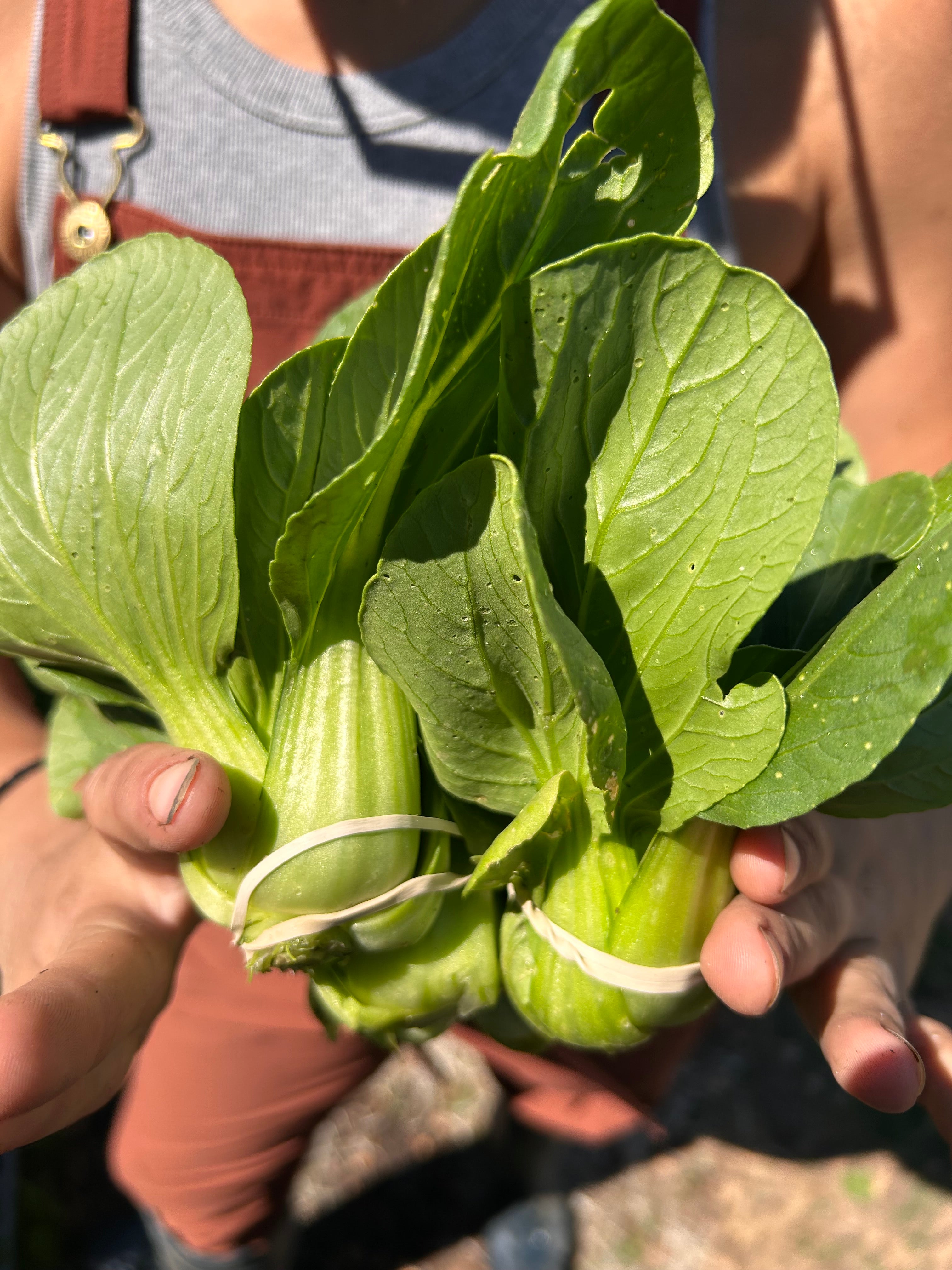 Pac Choi