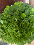 Butter Head Lettuce