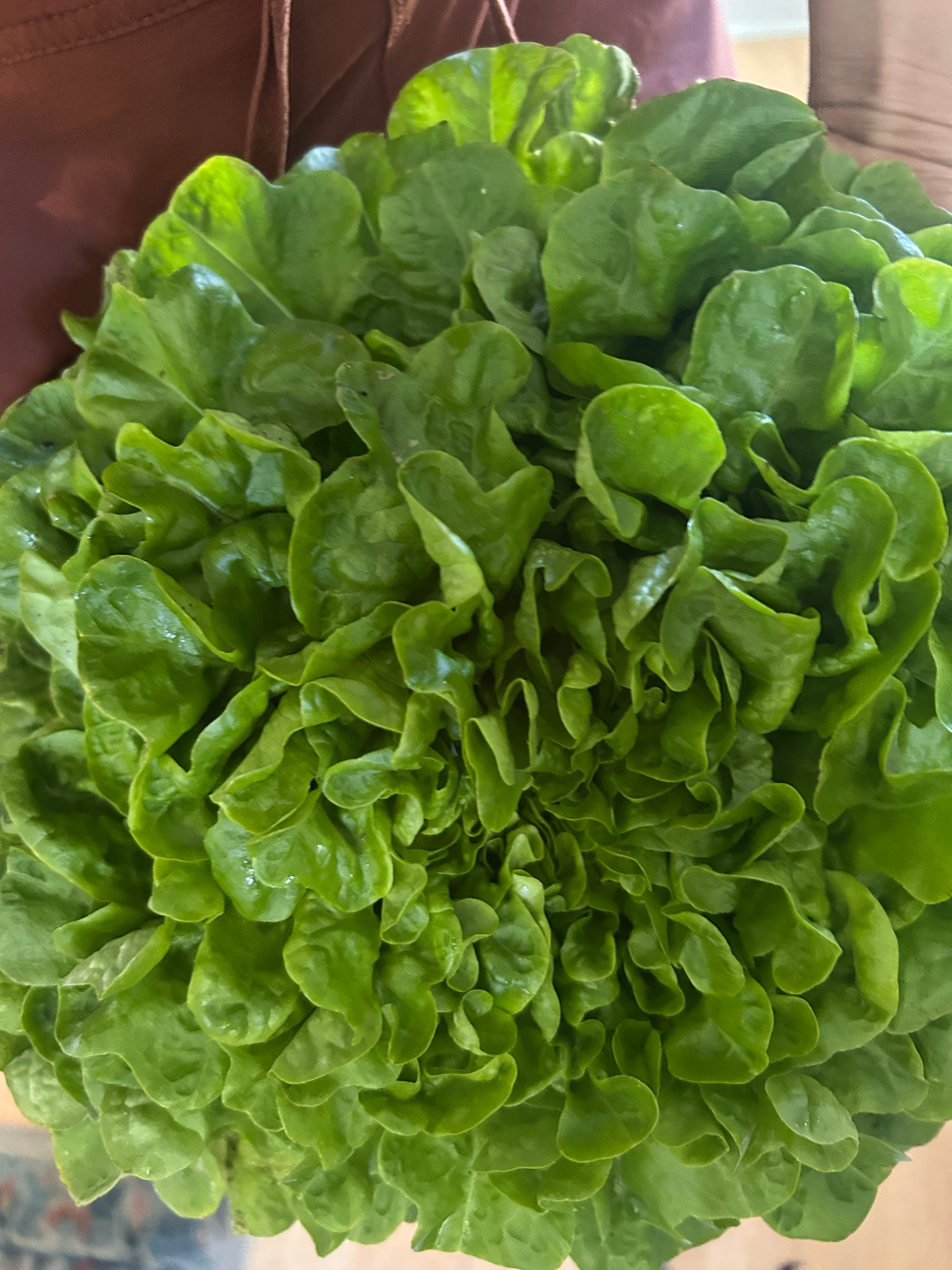 Butter Head Lettuce