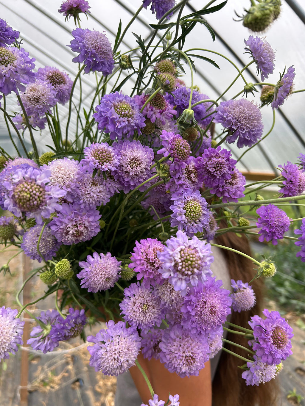 Scabiosa