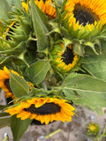 Sunflowers- Procut Horizon
