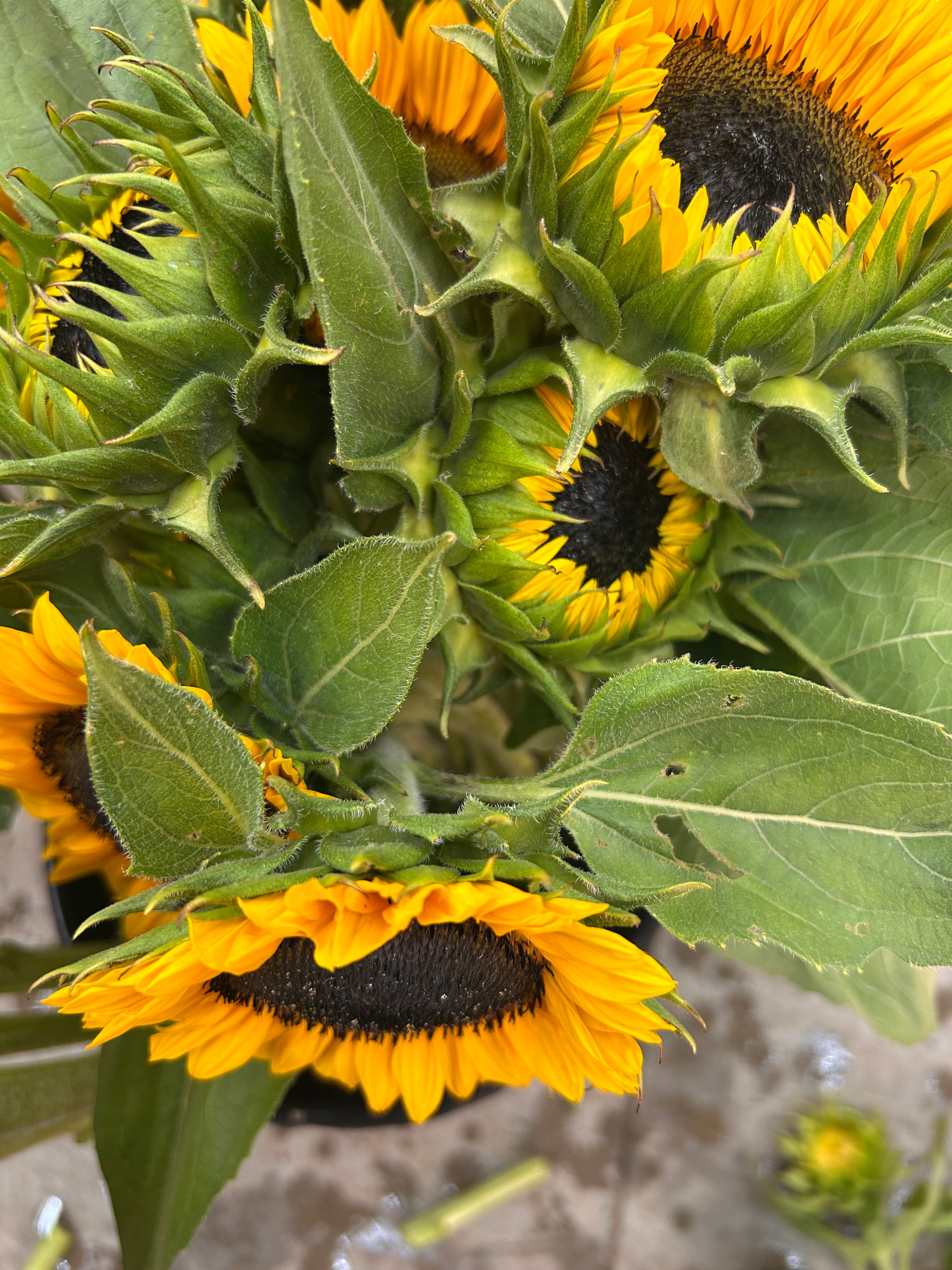 Sunflowers- Procut Horizon