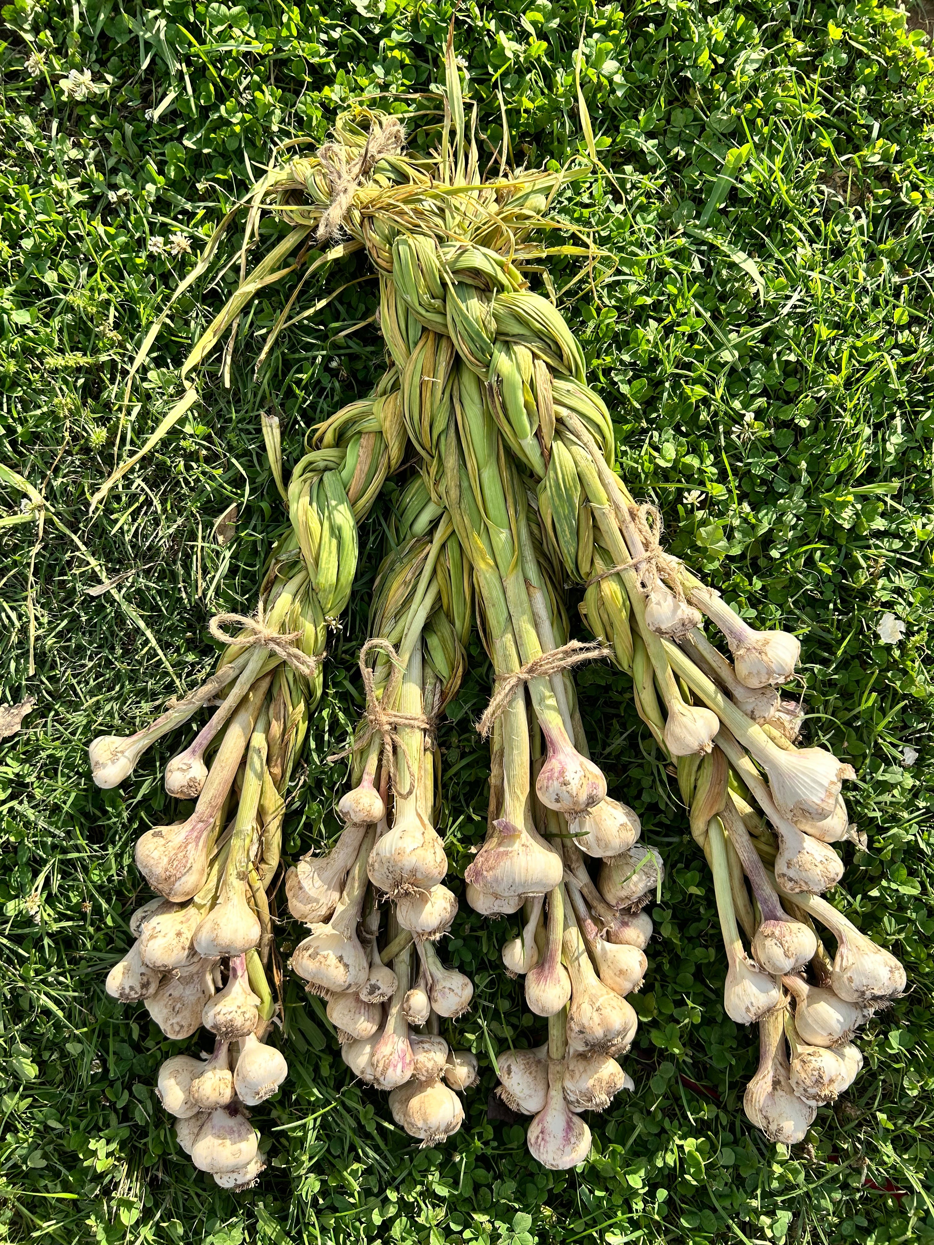 Garlic Braids