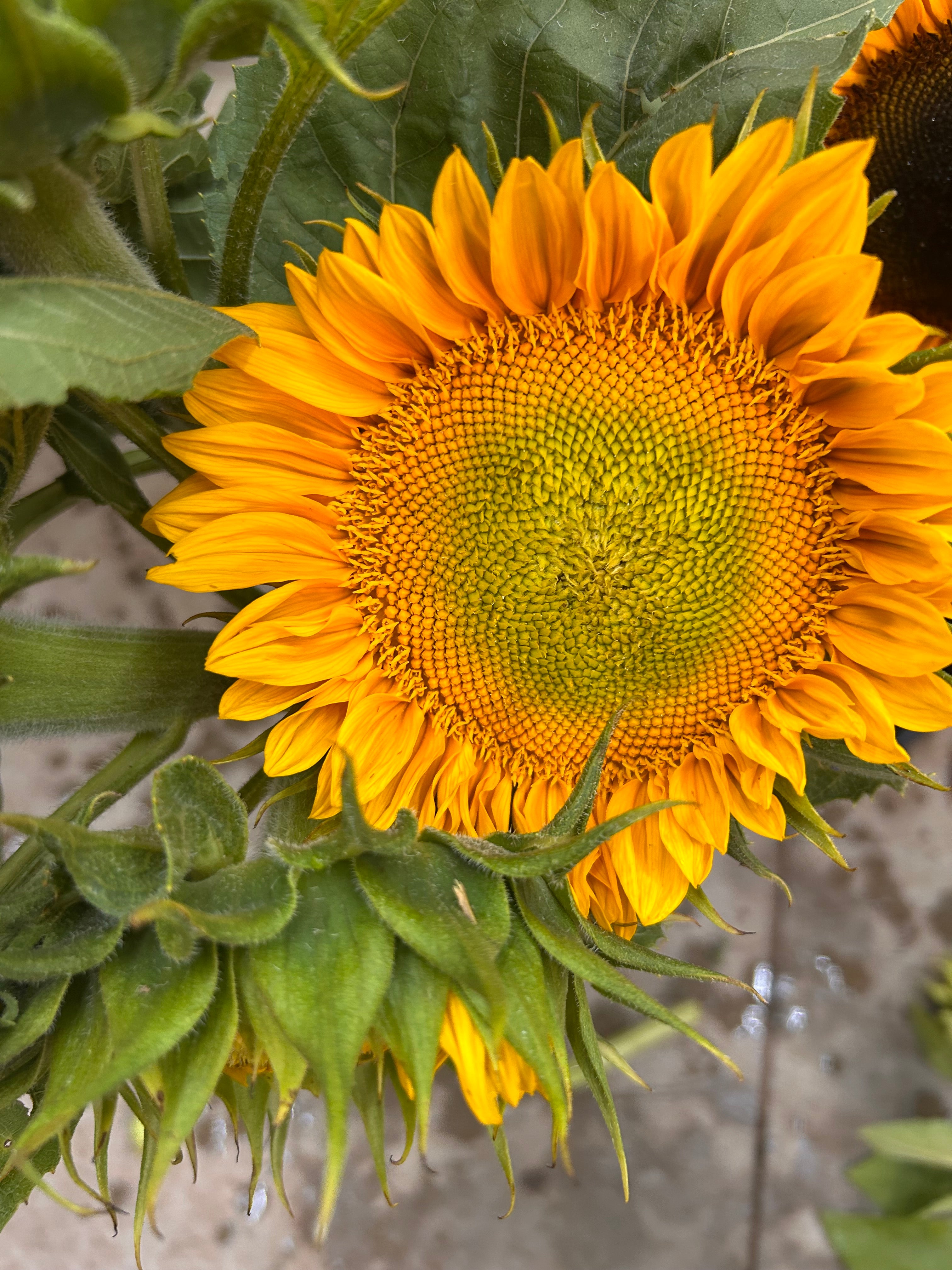 Sunflowers- Gold Lite