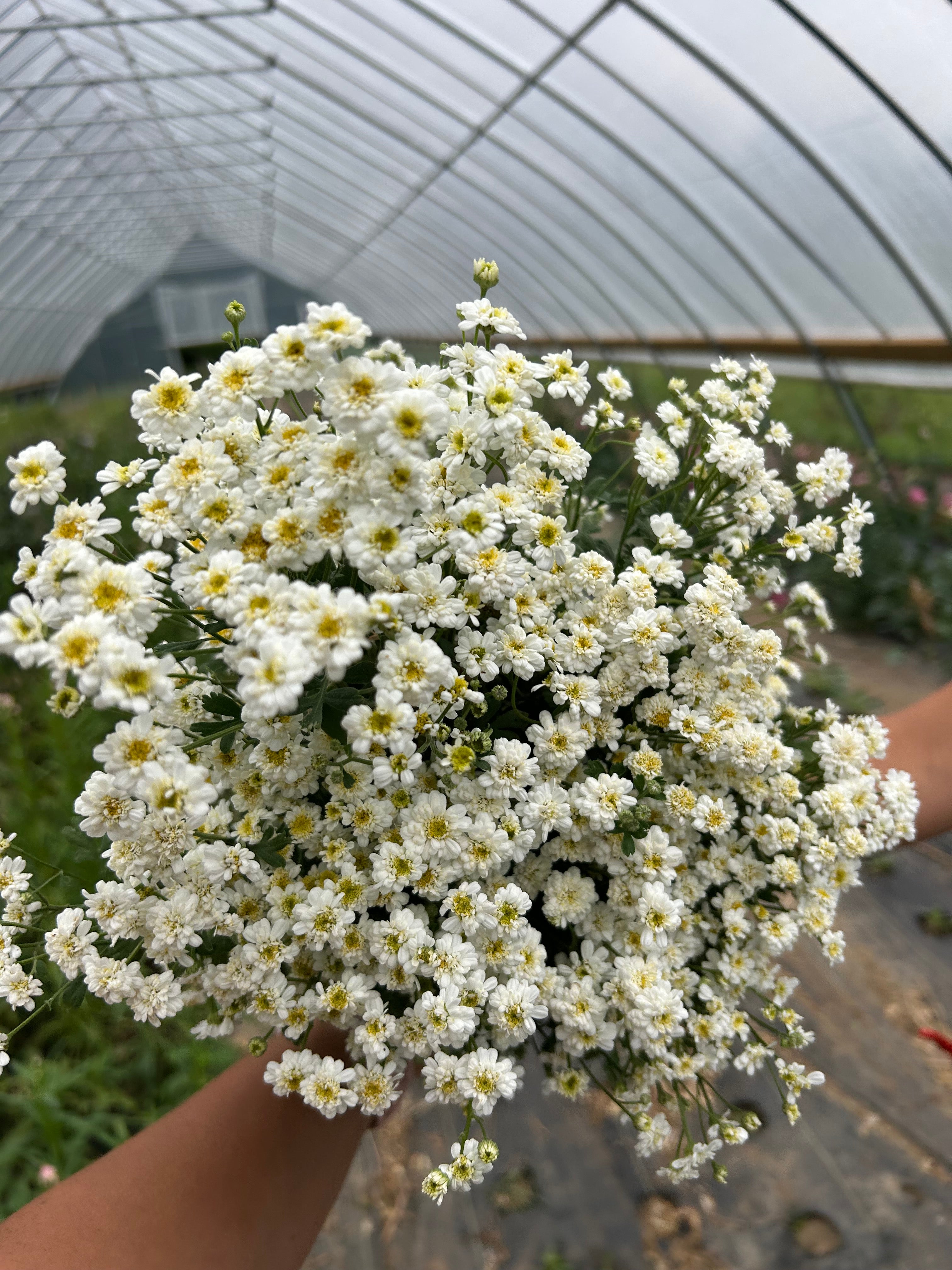 Feverfew