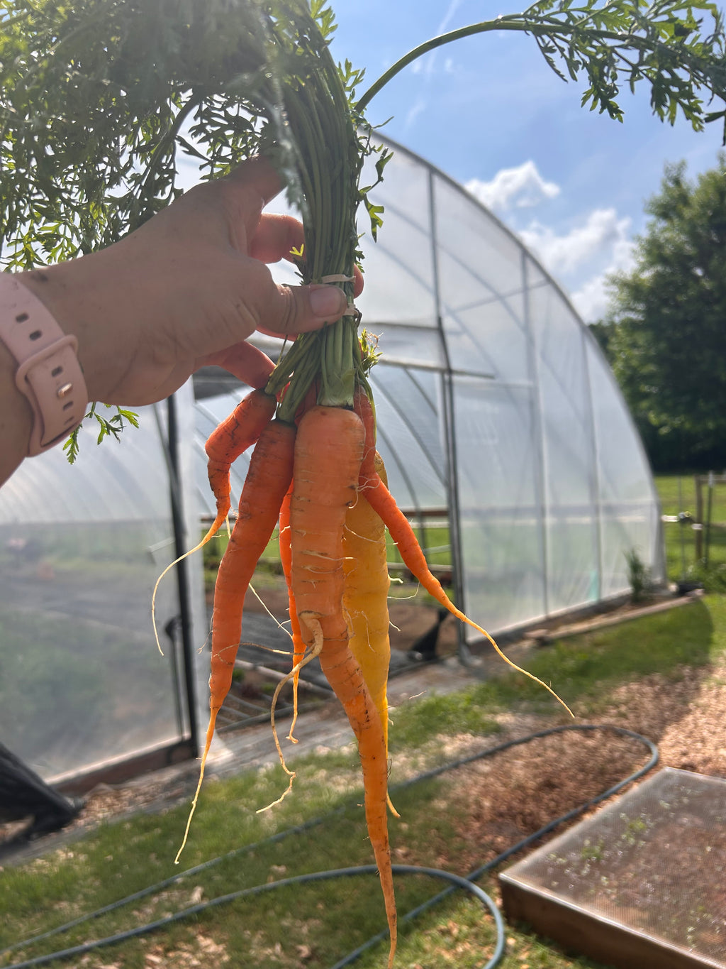Carrots