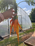 Carrots
