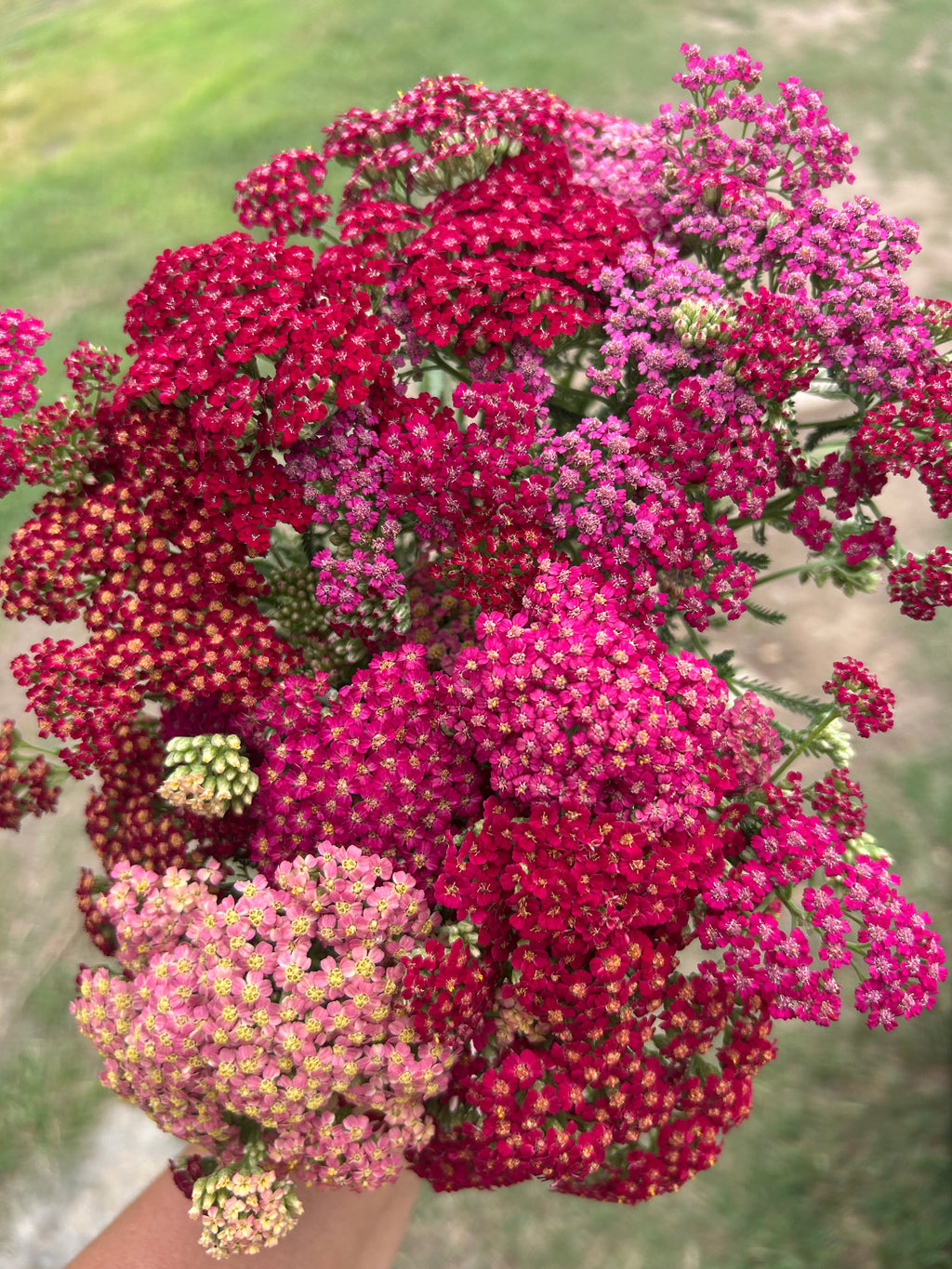 Yarrow