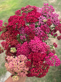 Yarrow