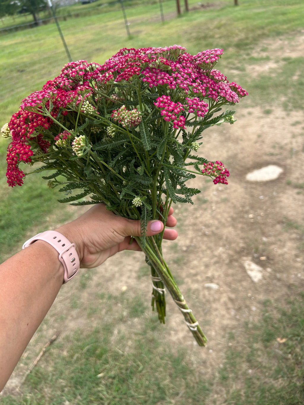 Yarrow