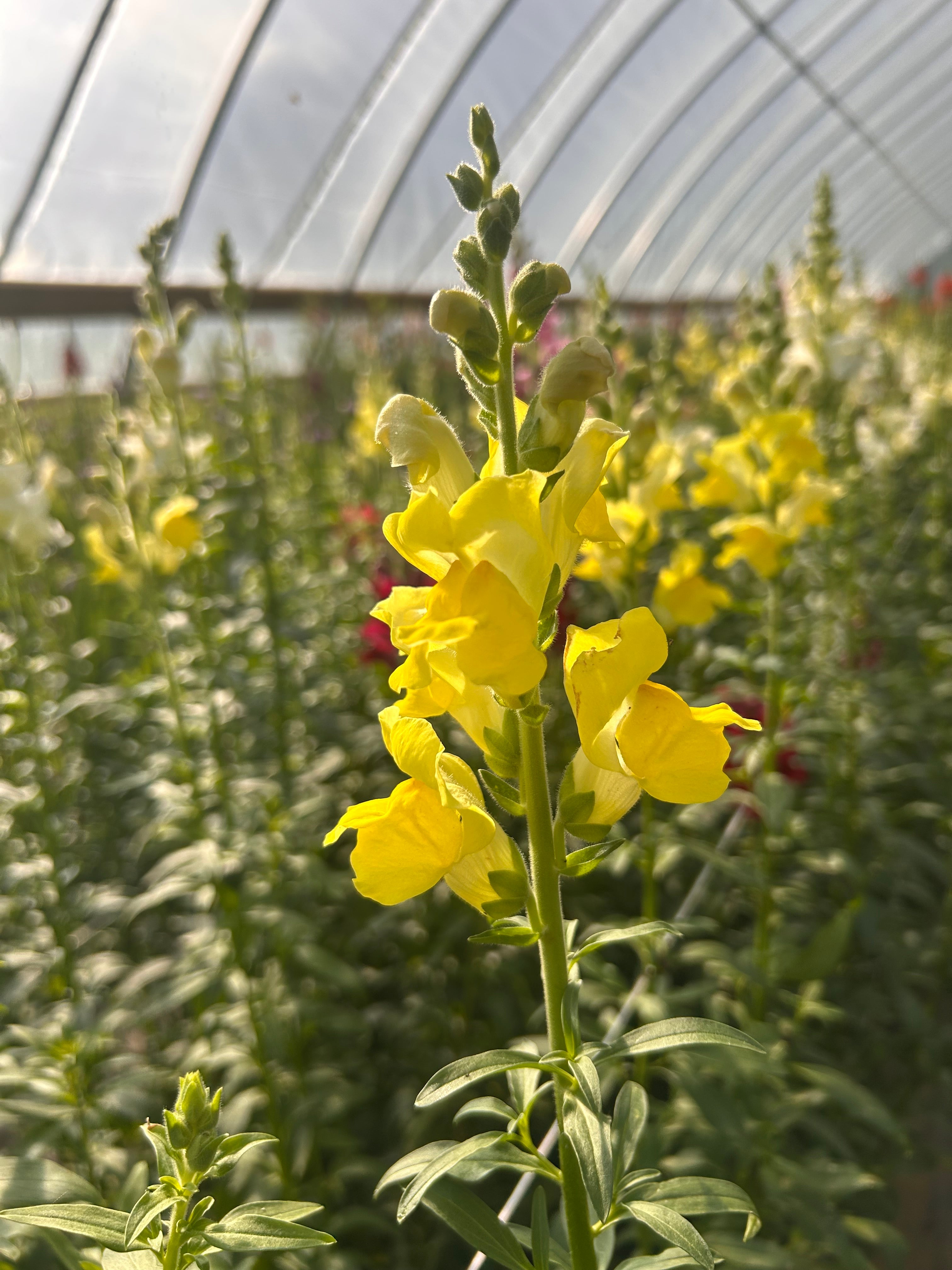 Snapdragon- Potomac Yellow