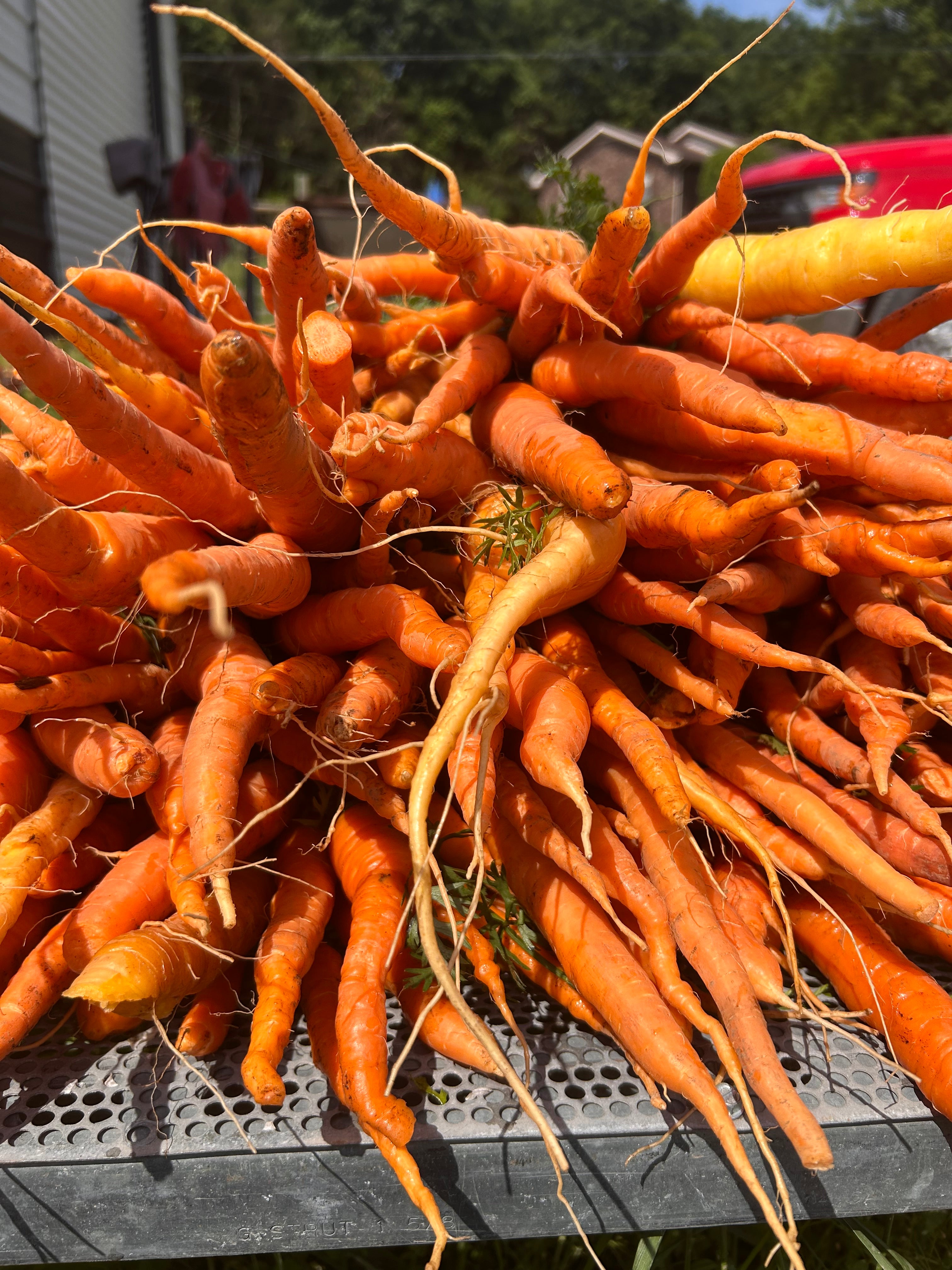 Carrots