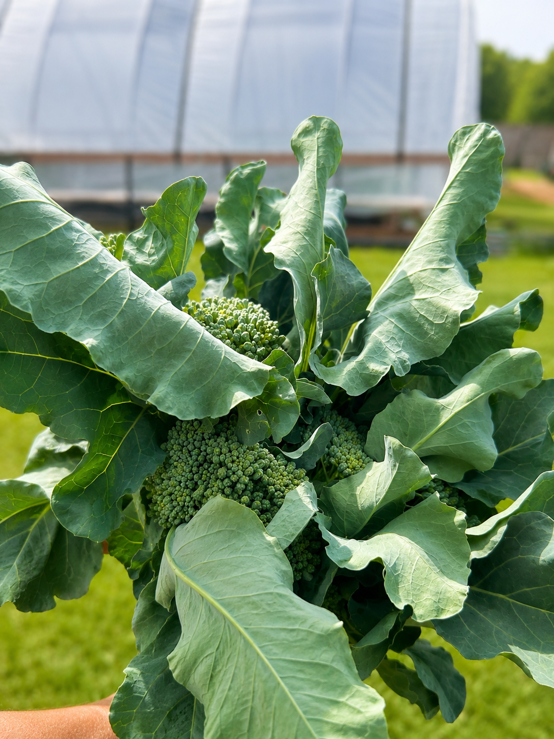 Broccolini Bunch