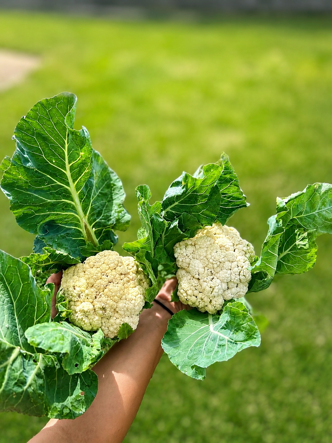 Cauliflower