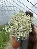 Feverfew