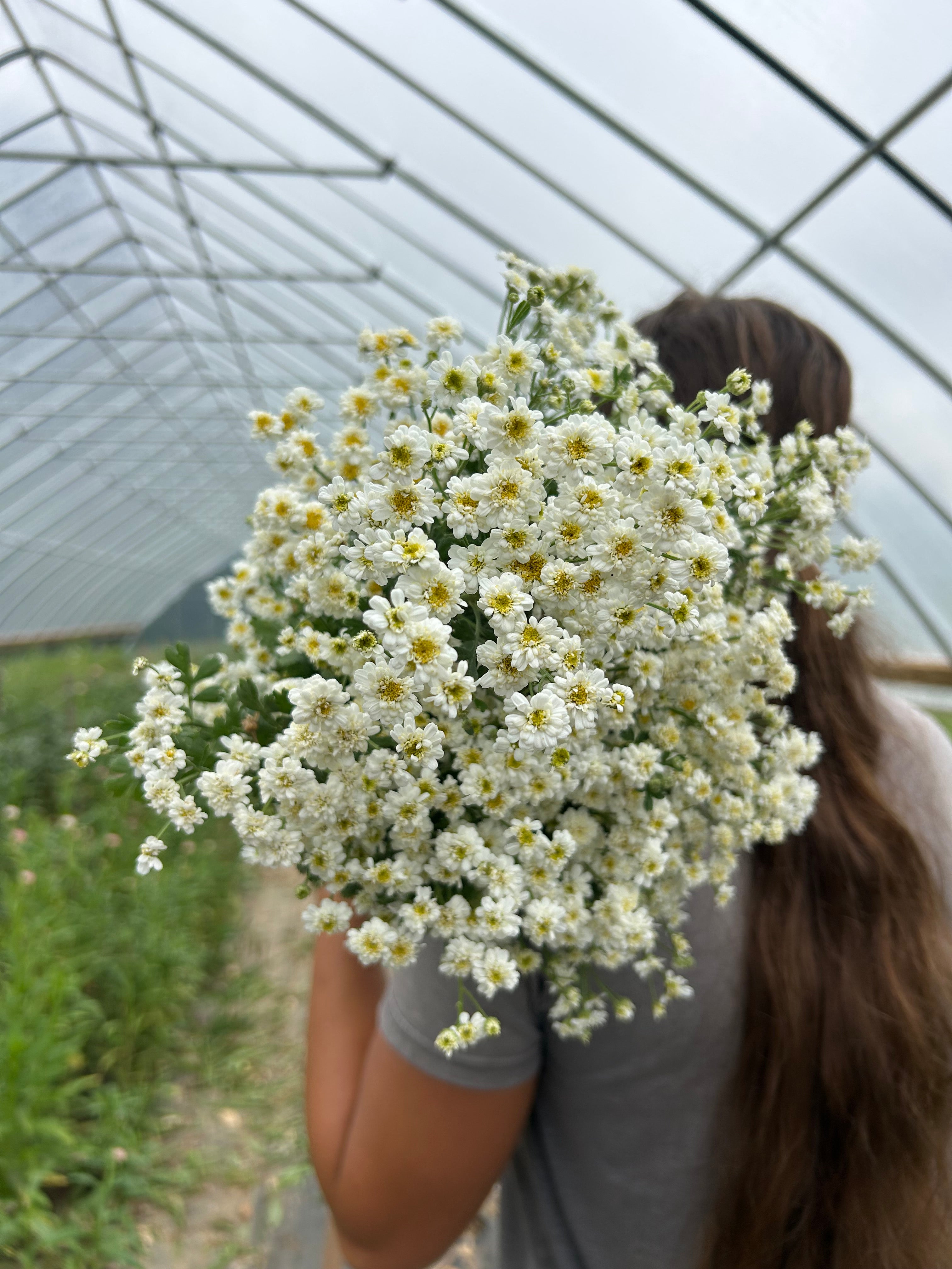 Feverfew