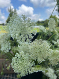 Queen Anne’s Lace