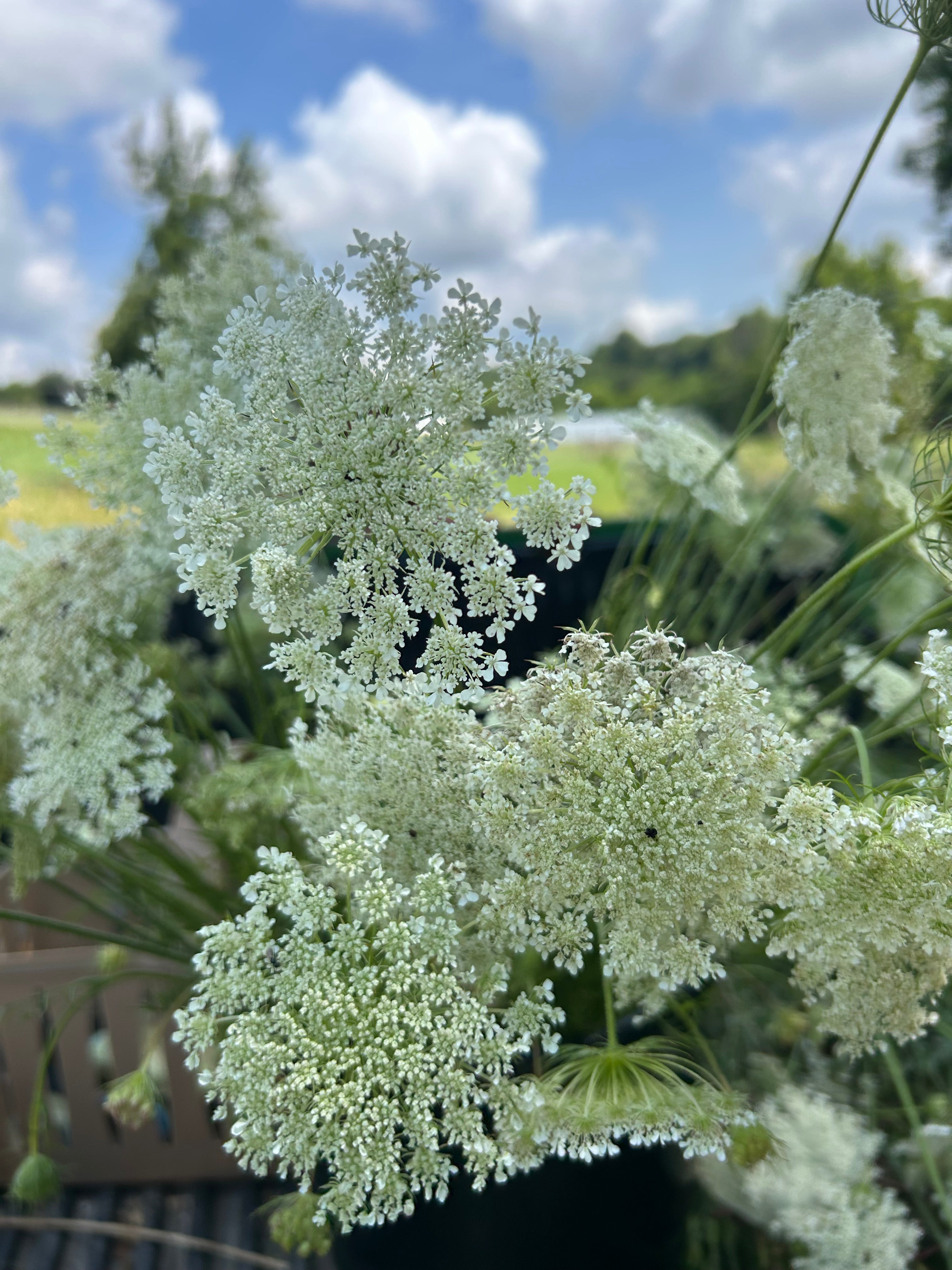 Queen Anne’s Lace