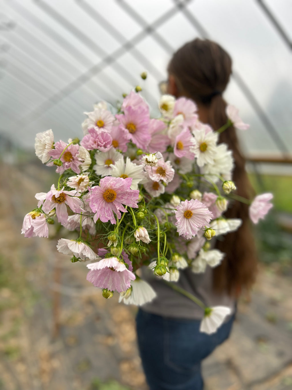 Cosmos - Blush