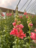 Madam Butterfly Snapdragon