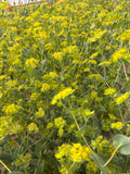 Bupleurum