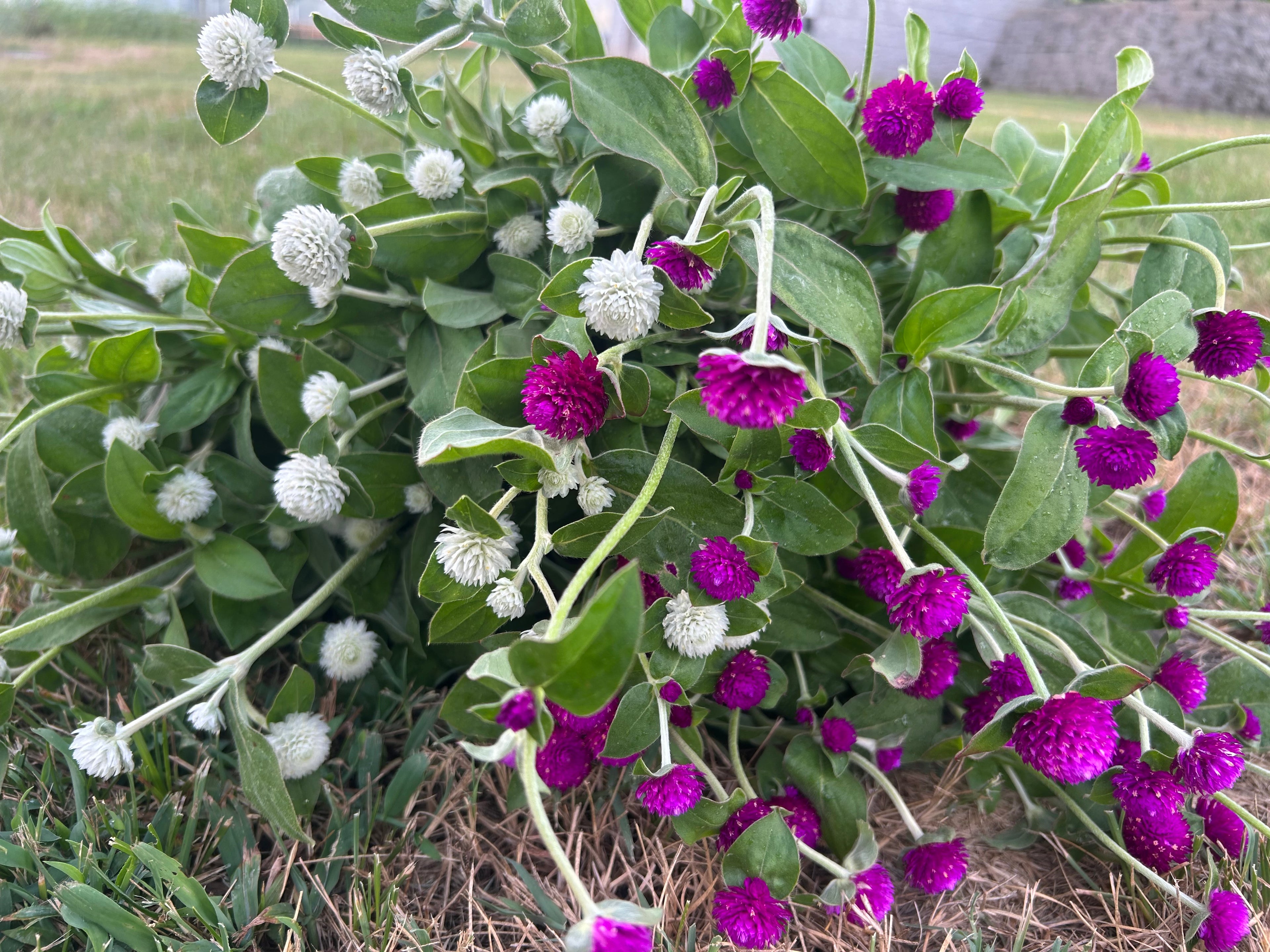 Gomphrena